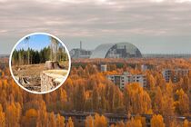 ДБР розслідує справу про незаконну вирубку лісу в Чорнобильській зоні 