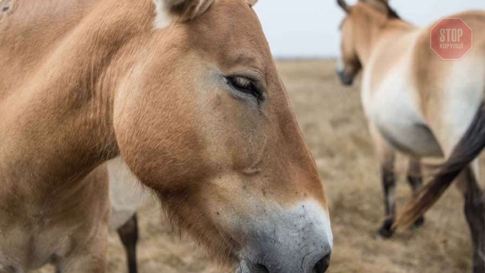 Денісова: через російське вторгнення під загрозою третина природно-заповідного фонду України