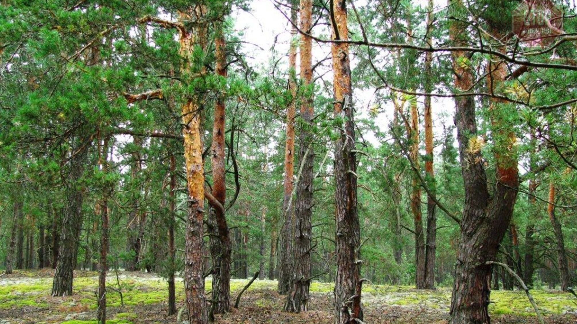 Шойгу пропонує вирубувати українські ліси для потреб армії рф