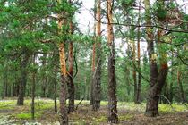 Шойгу пропонує вирубувати українські ліси для потреб армії рф