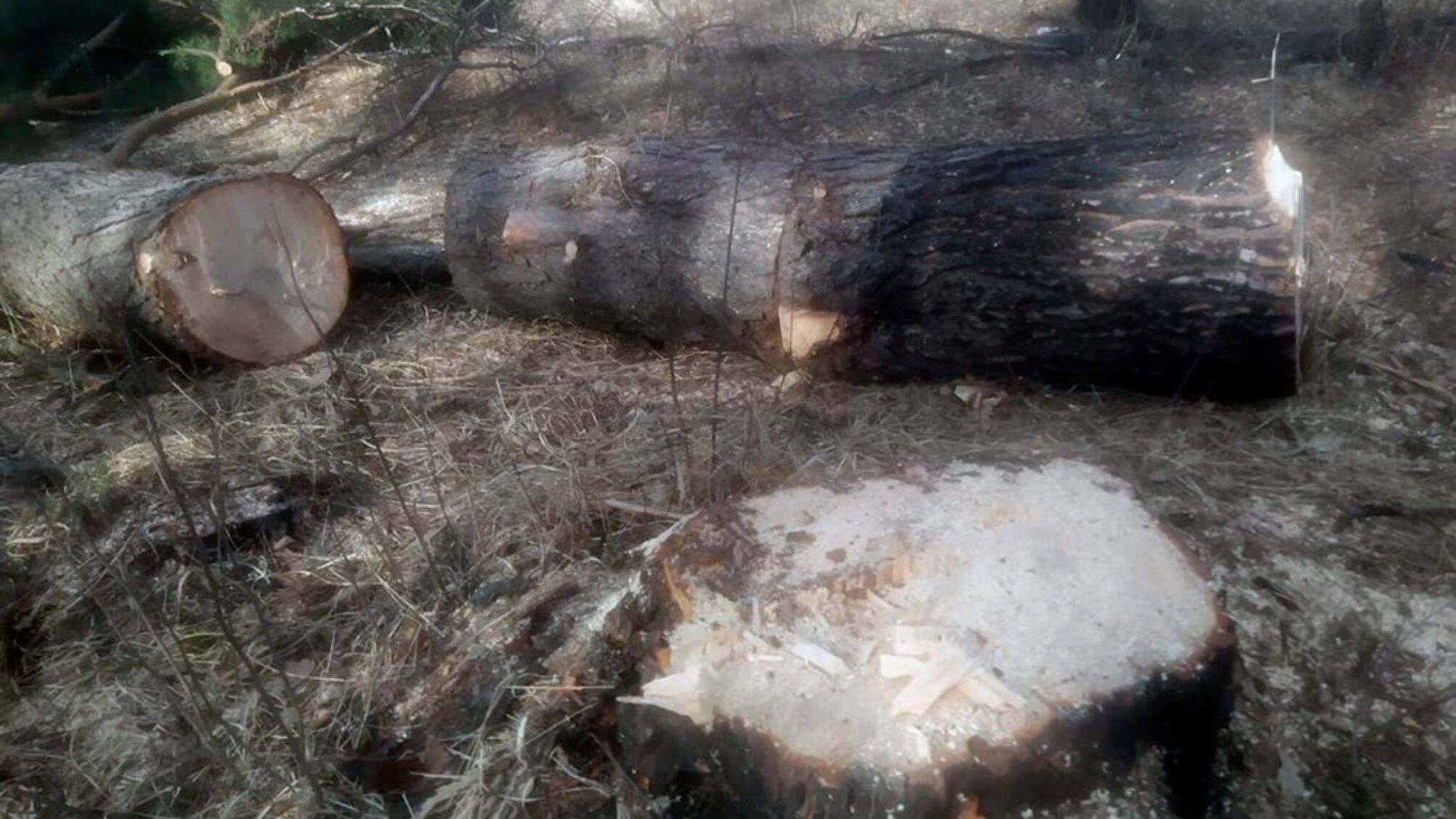 На Житомирщине воруют лес