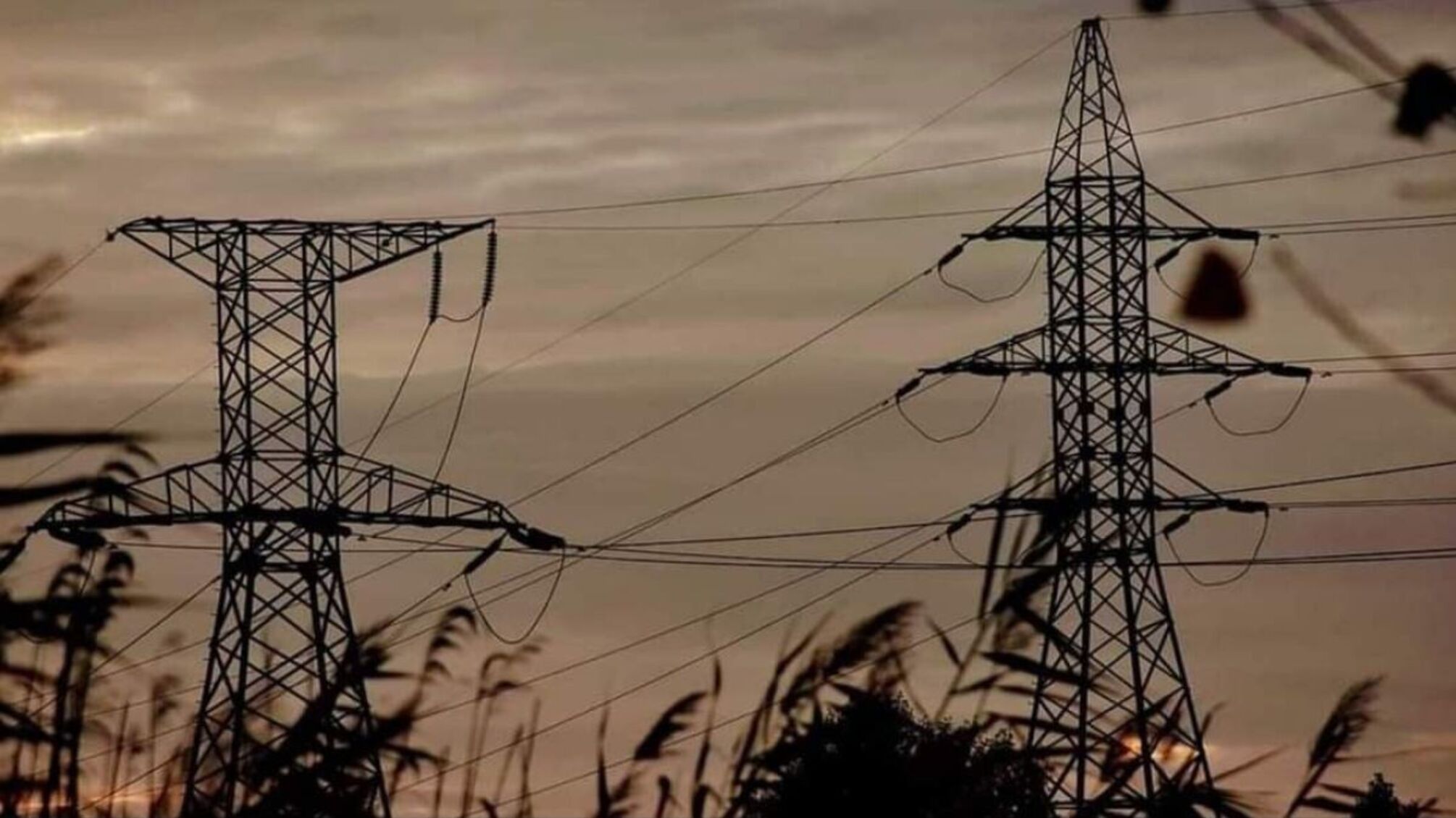 Электроопоры камыши