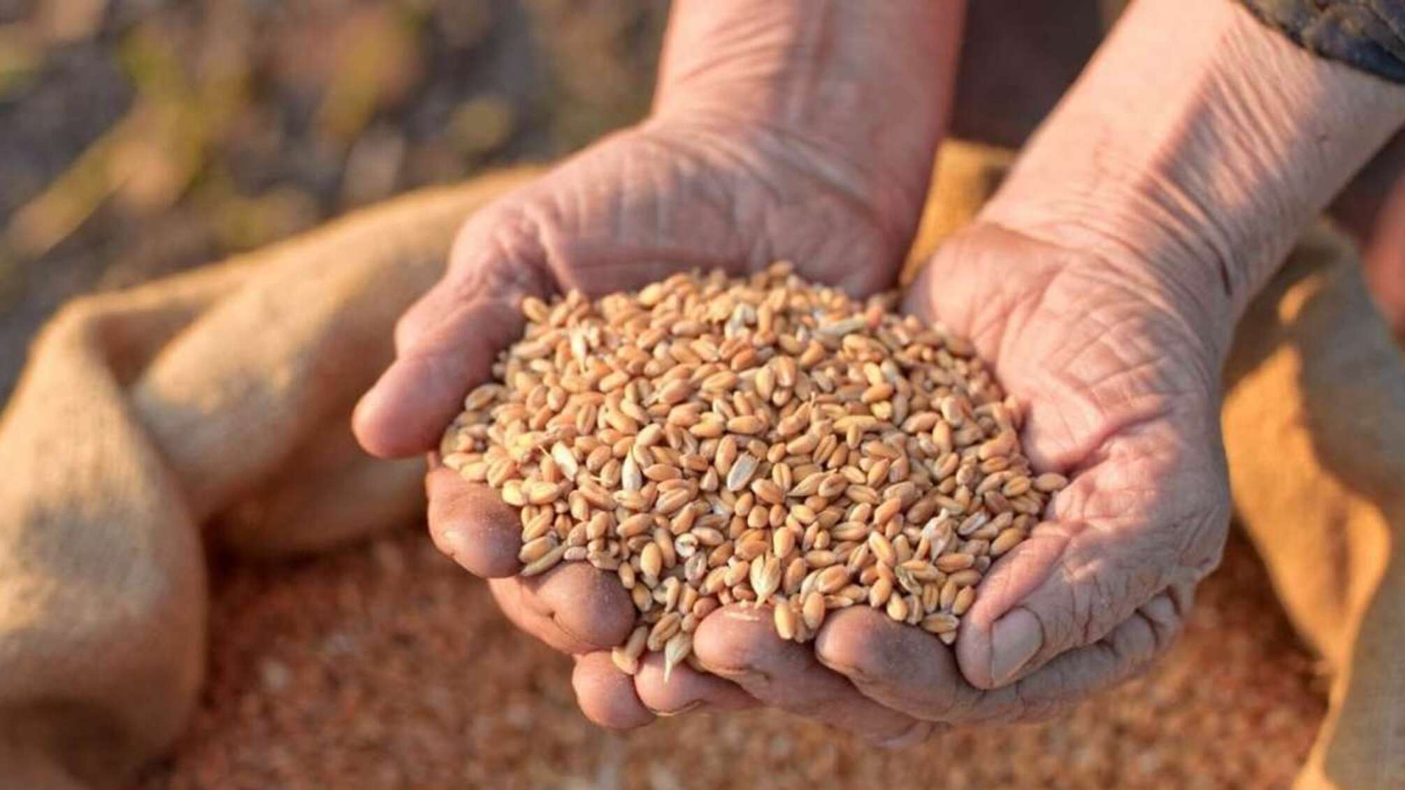 На Запоріжжі російські окупанти вкрали 61 тонну зерна