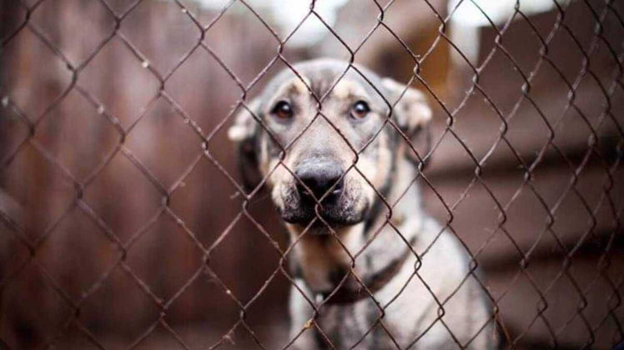 В Киевской области в приюте для животных погибли более 300 собак