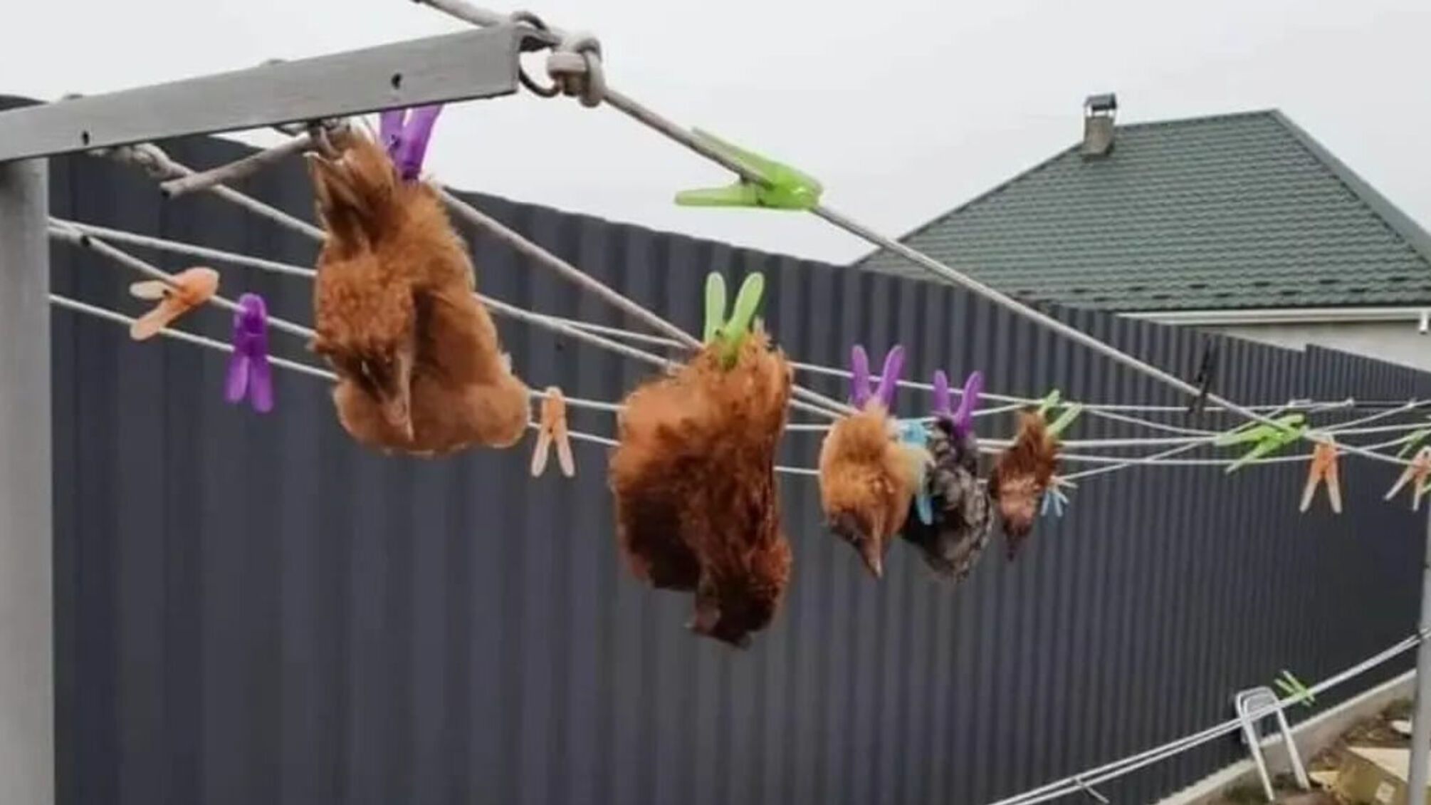 куры прищепки веревки