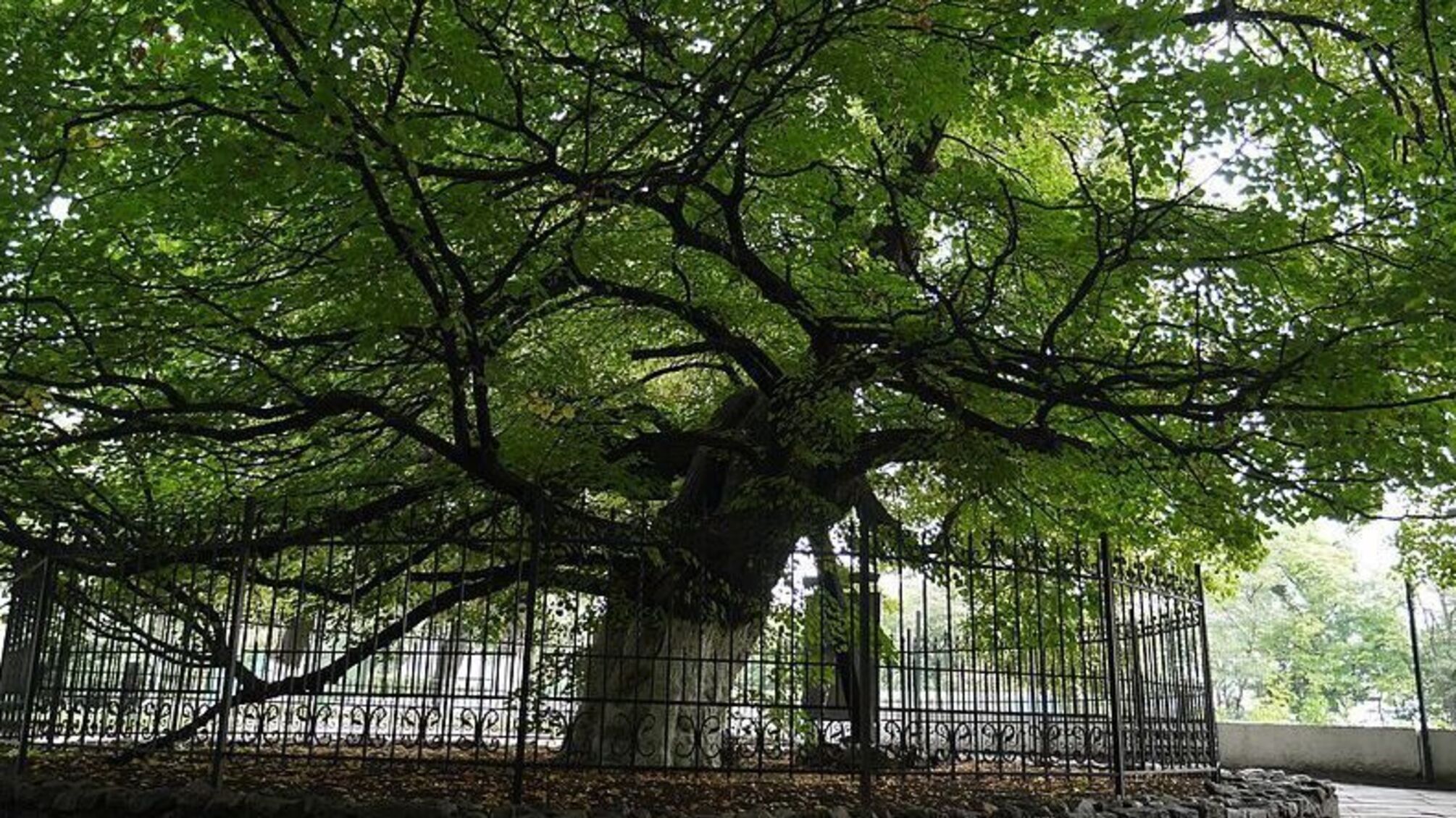 Липа Петра Могилы