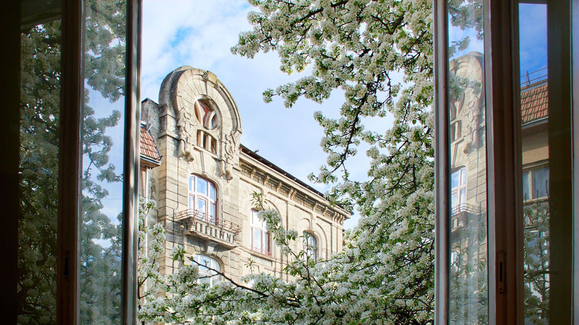 яблуні у квіту