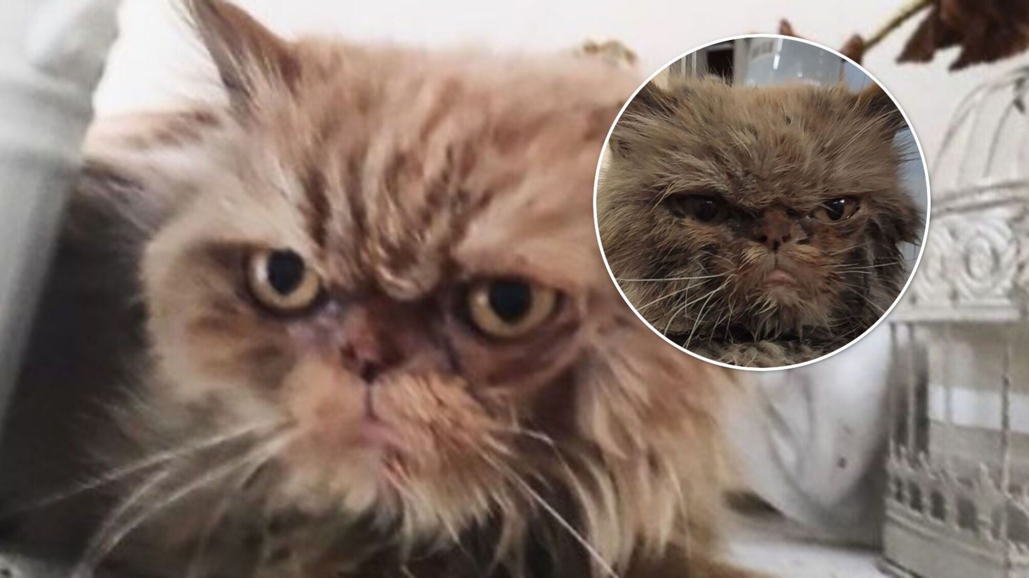 Кішка з 7-говерху у Бородянці вже має ім'я і сторінку в Instagram