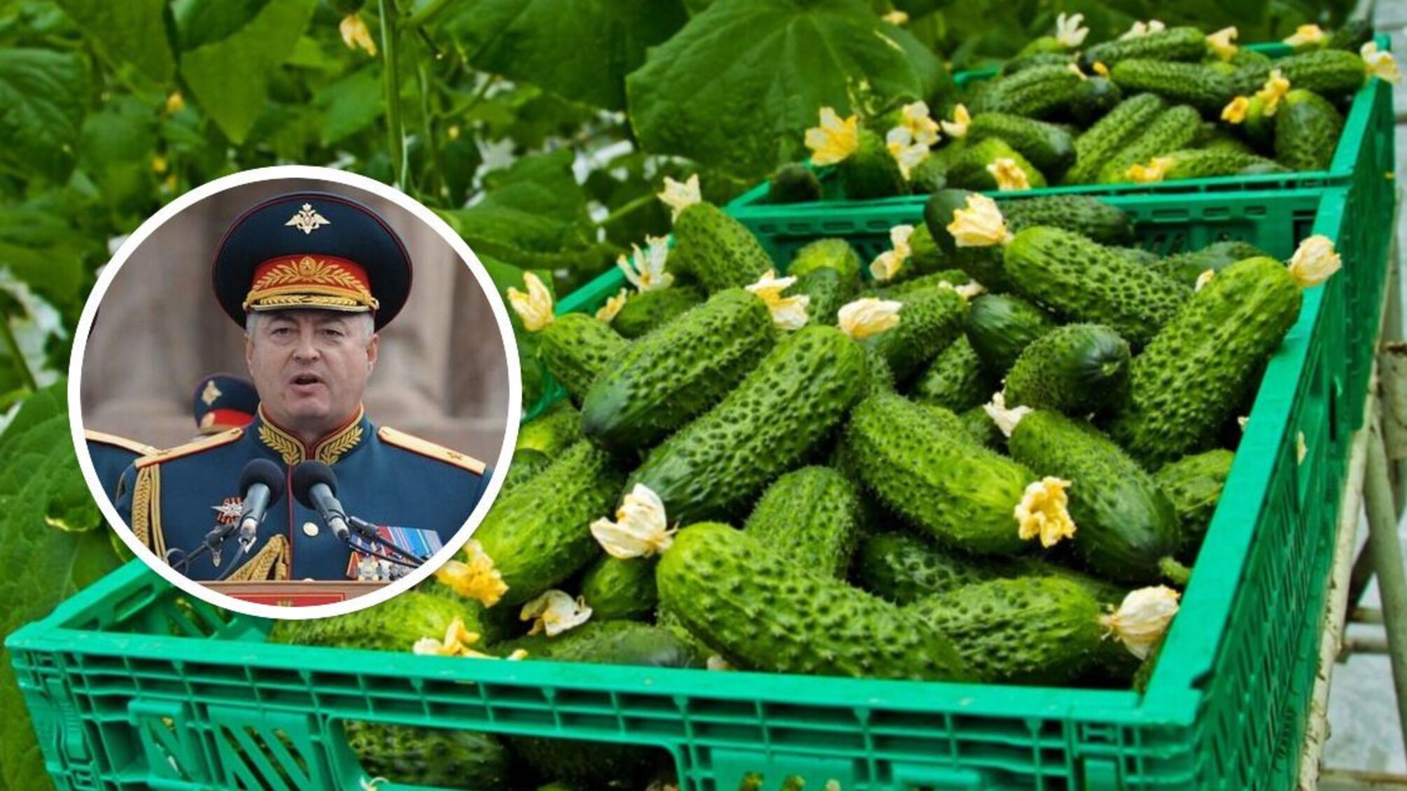 ящик огурцов и генерал кутузов