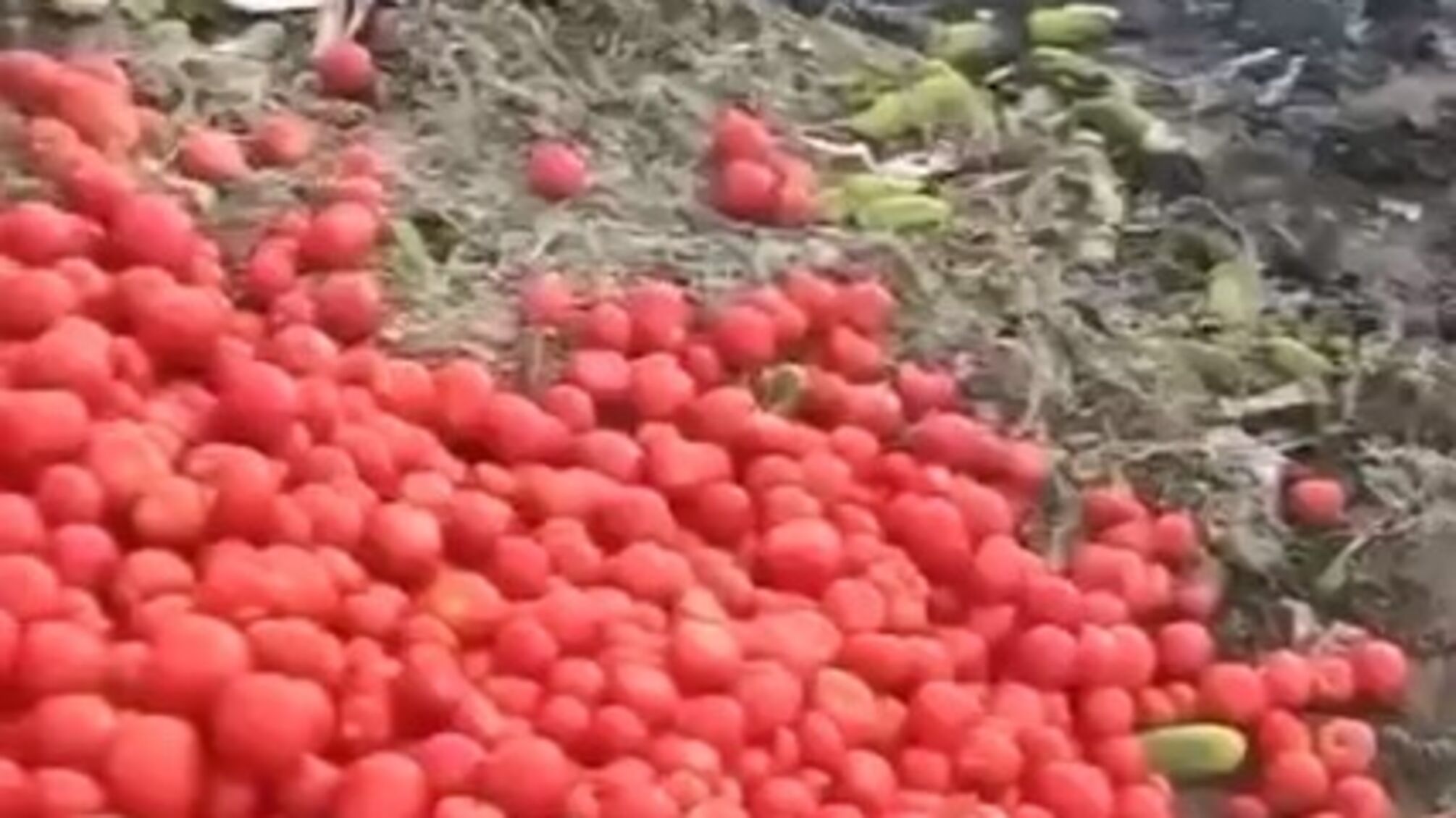 На оккупированных территориях Запорожской области фермеры вынуждены уничтожать выращенные овощи и фрукты (видео)