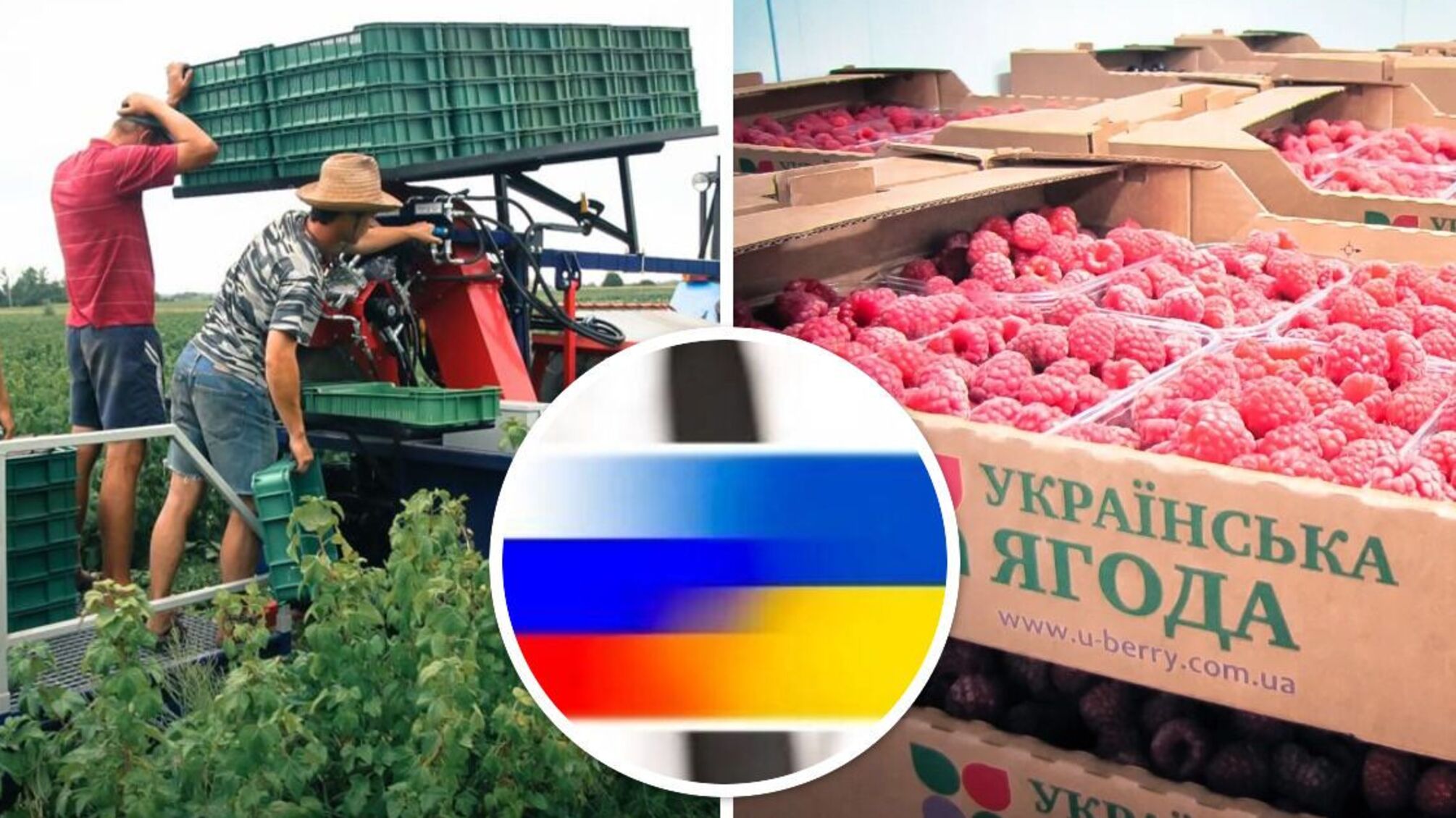 Російська лохина: власниками ягідного бренду на Житомирщині виявились громадяни рф