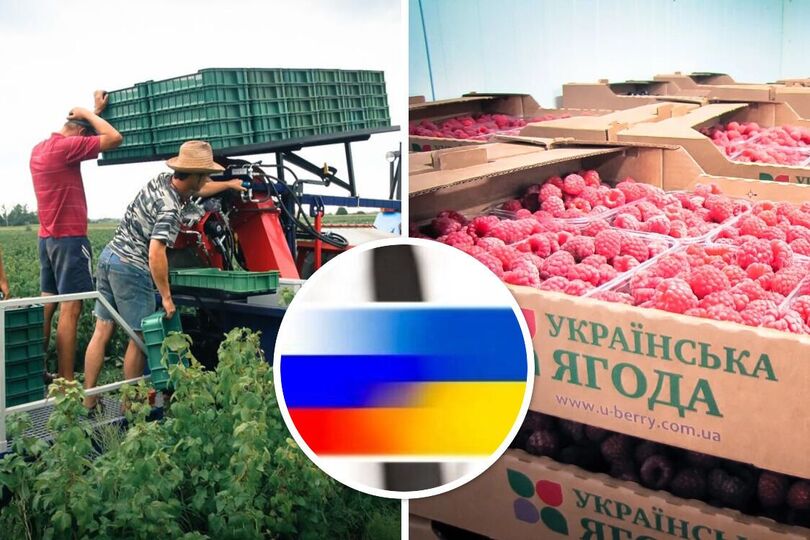Российская малинка — «Украинская ягода» : владельцами ягодного бренда на Житомирщине оказались граждане РФ