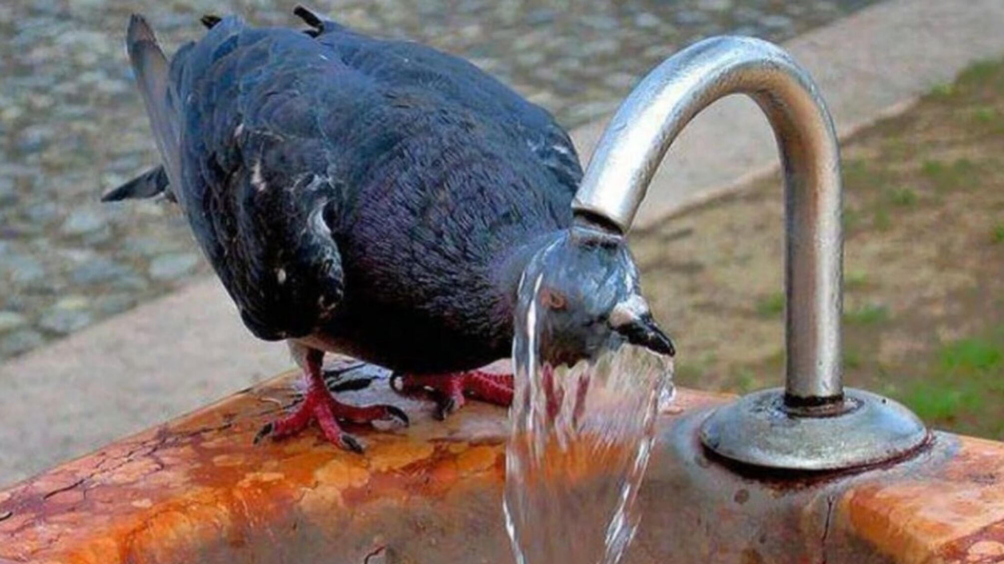 спека голуб купається