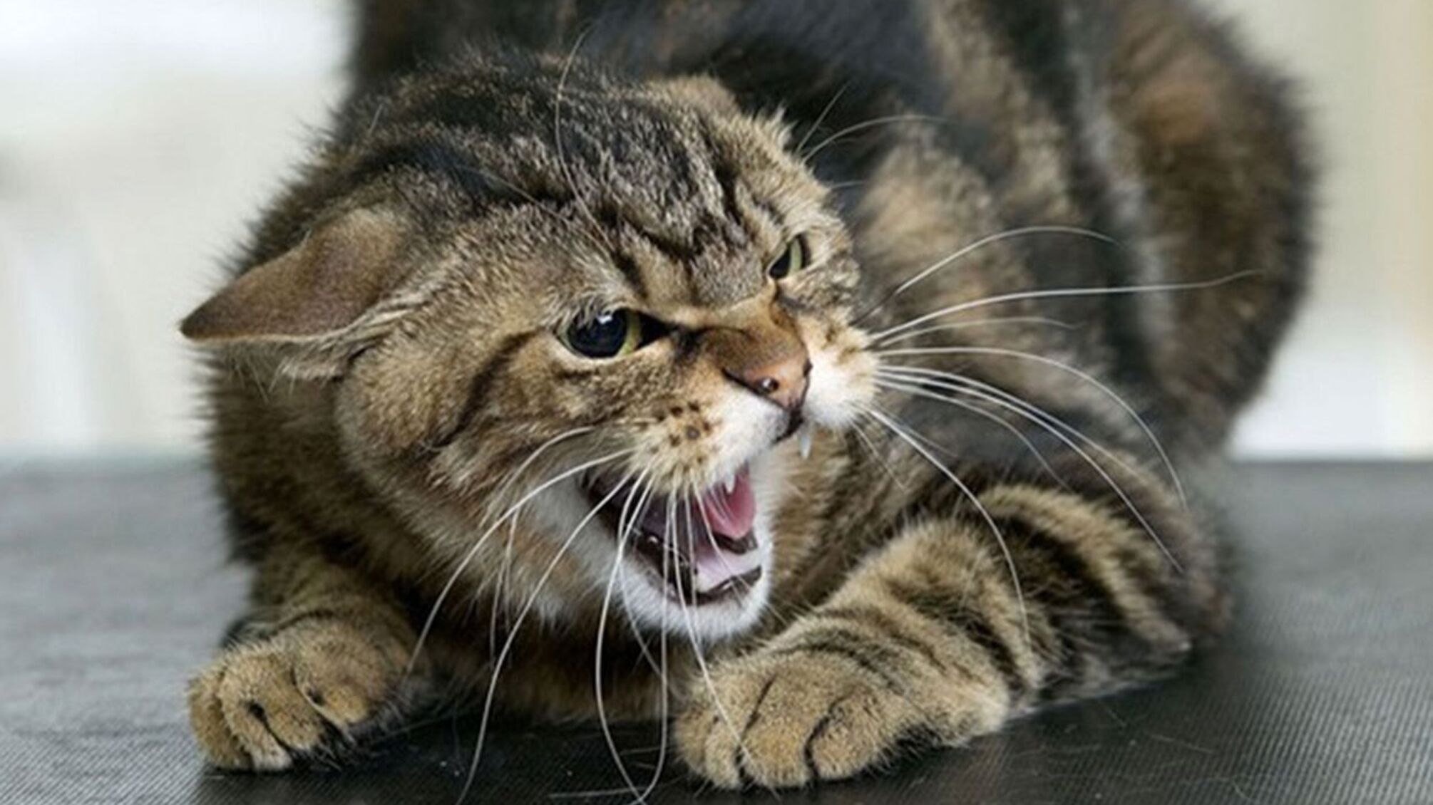 бешенство кот