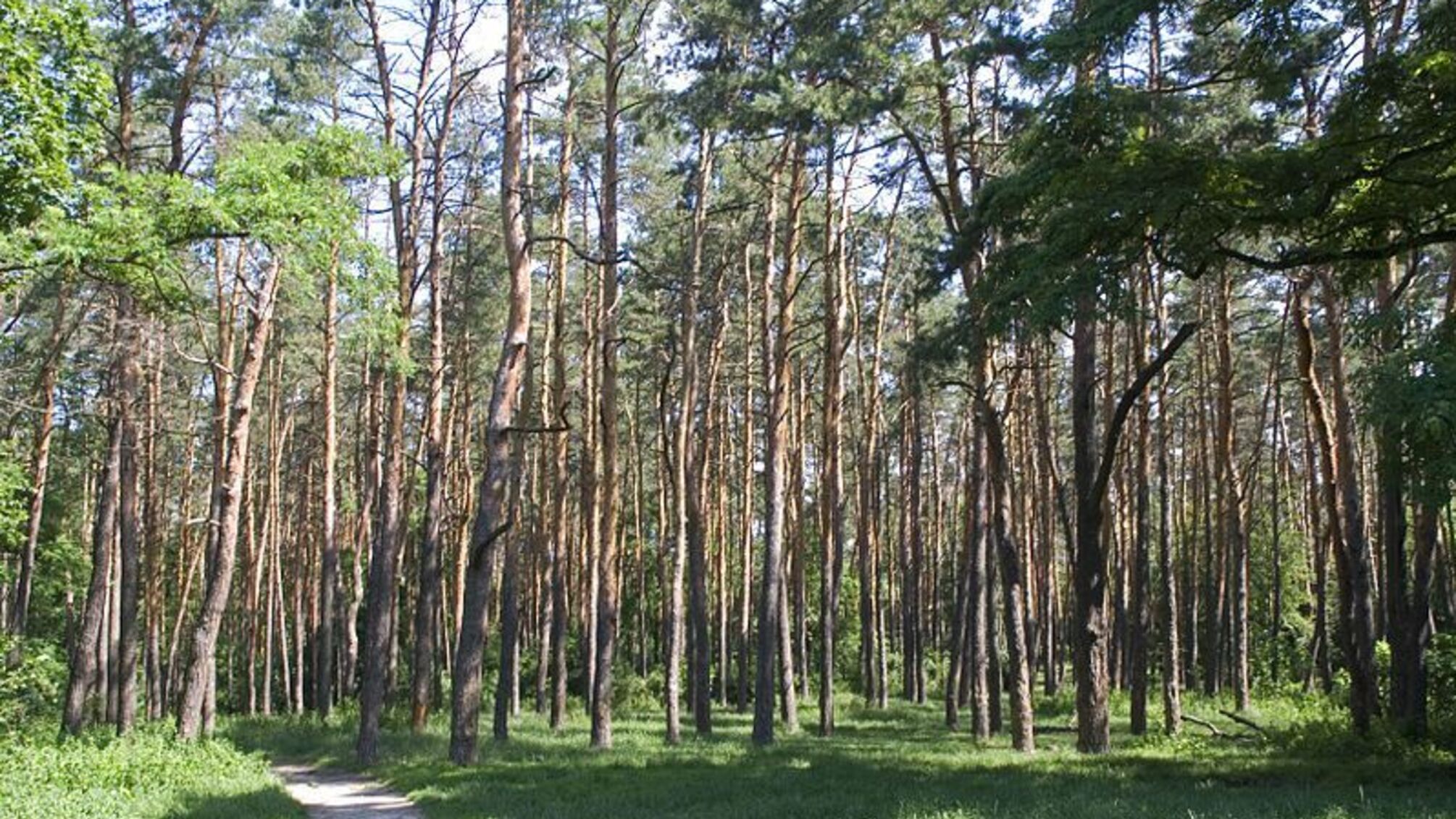 лес киев 