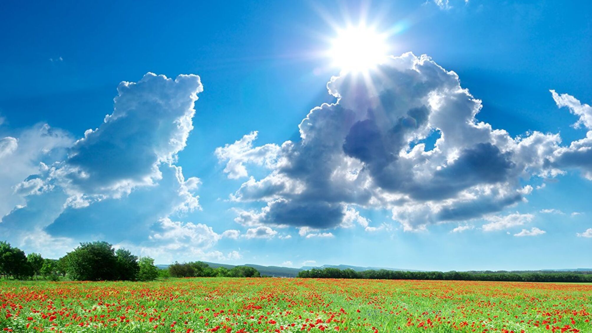 поле маки солнце