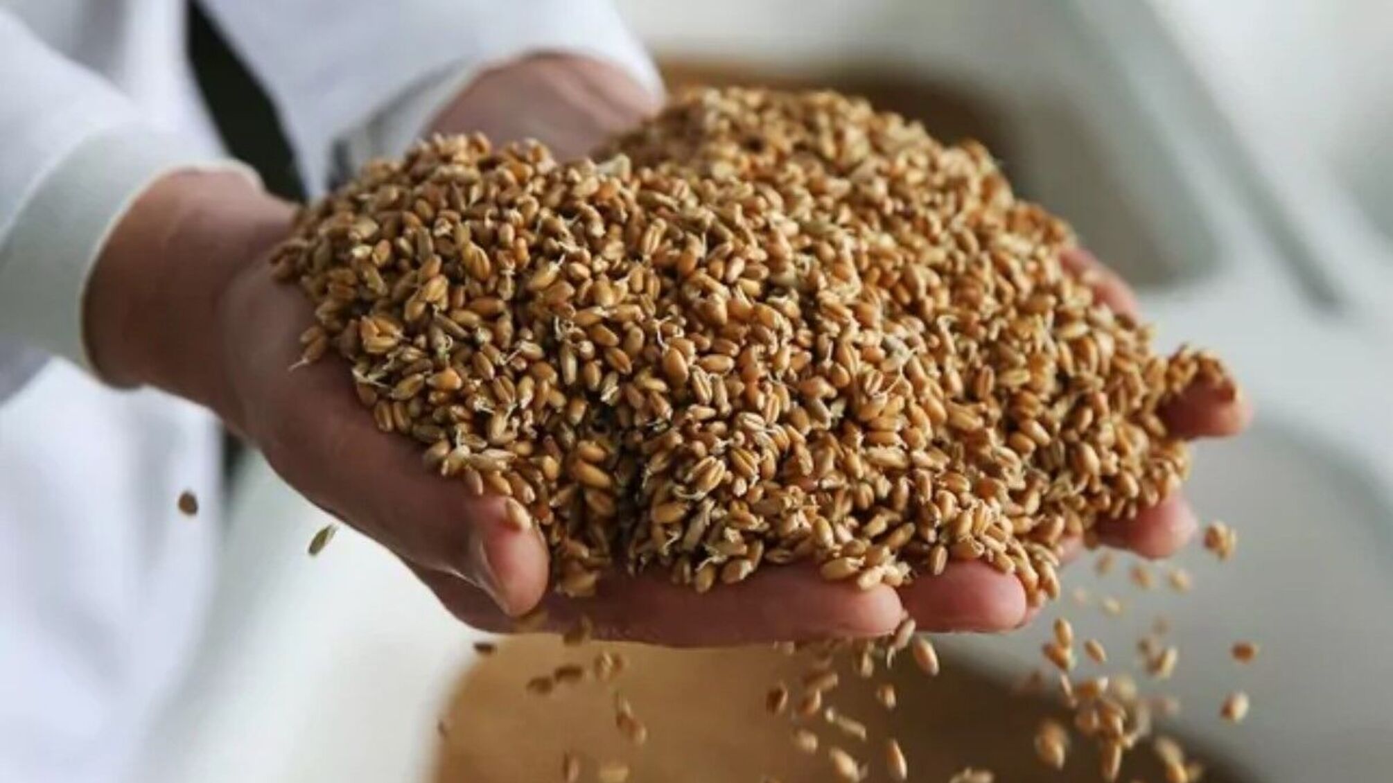 Вкрадене в Україні зерно буде розпізнане та не допущене на світові ринки
