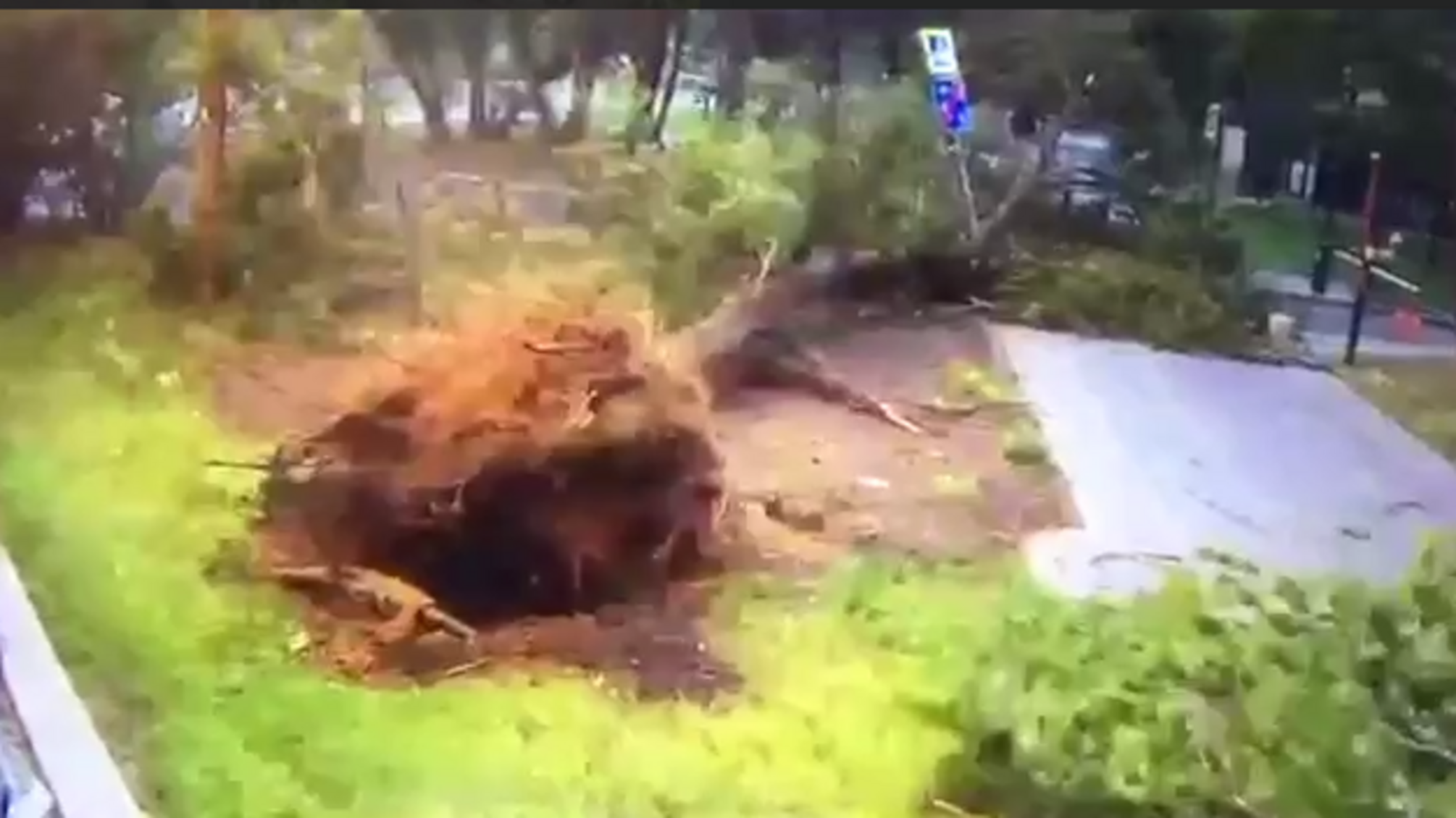 В Москве на Украинском бульваре дерево раздавило человека (видео)