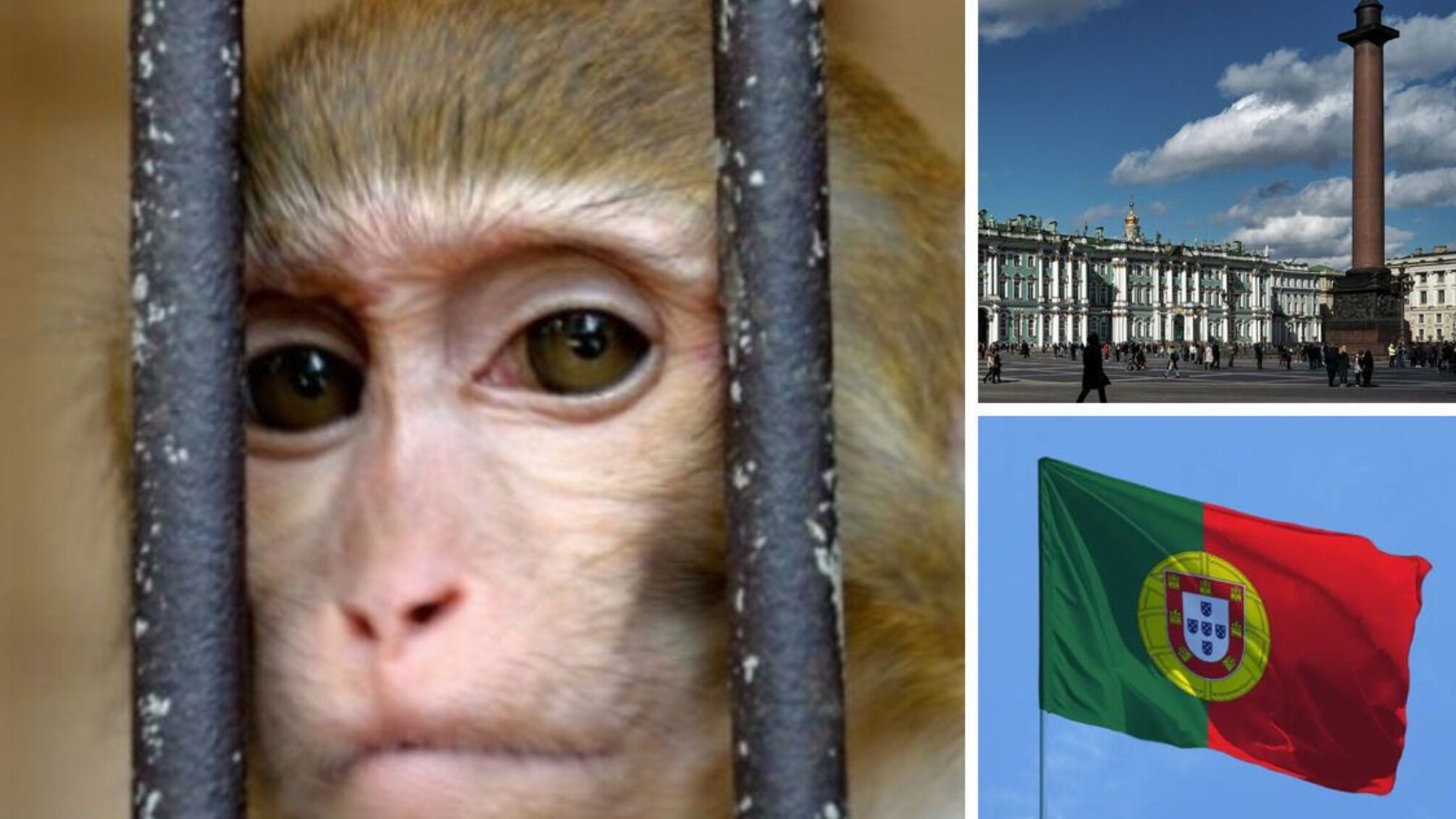 мавпяча віспа