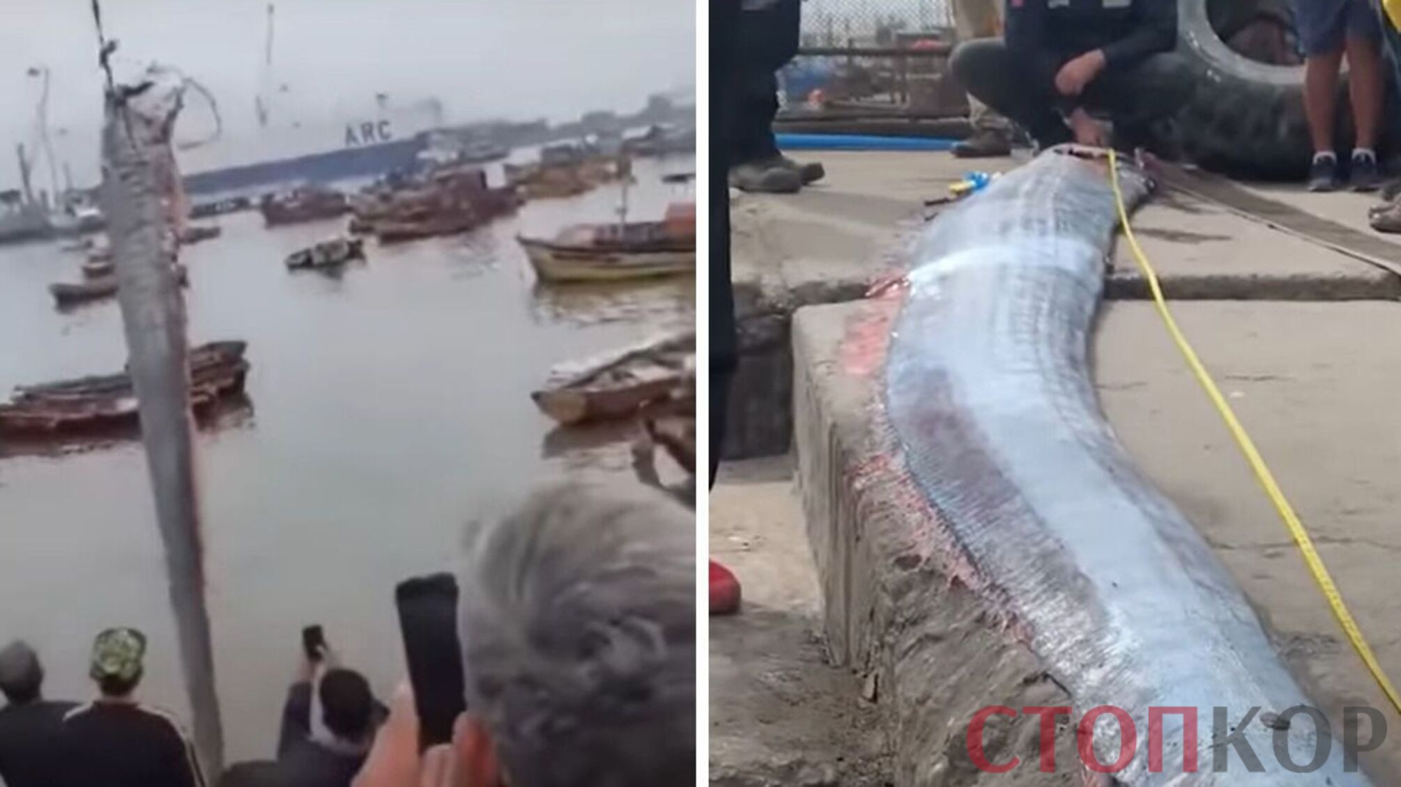 Оселедцевий король Чилі 2022