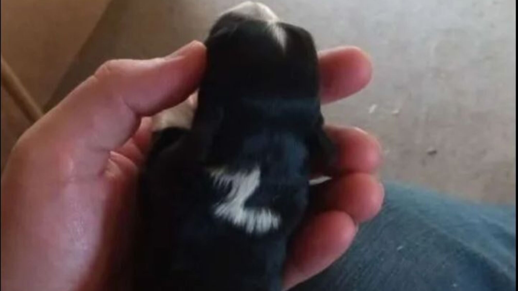 на авіто продають z тварин