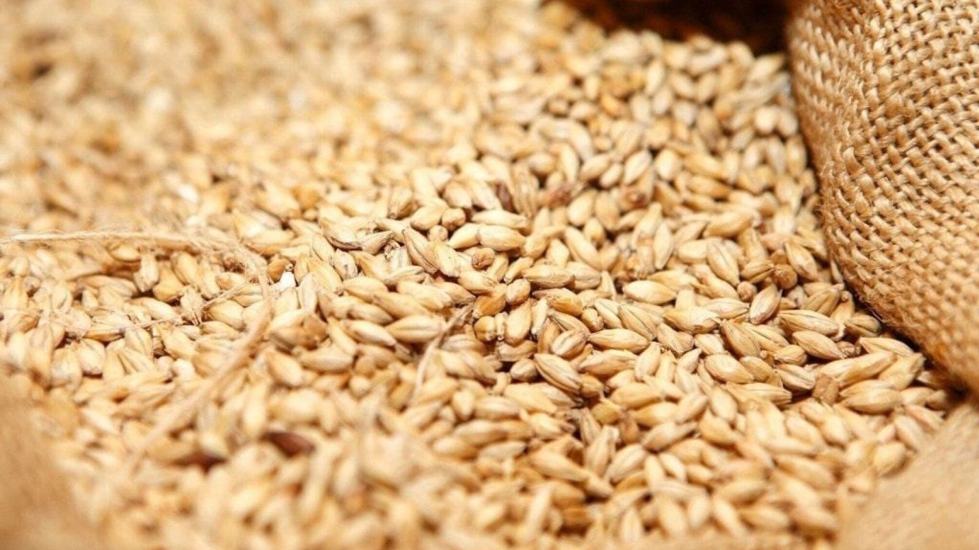 Россияне вывезли с Луганщины почти 70 тысяч тонн зерна нового урожая, – ОВА