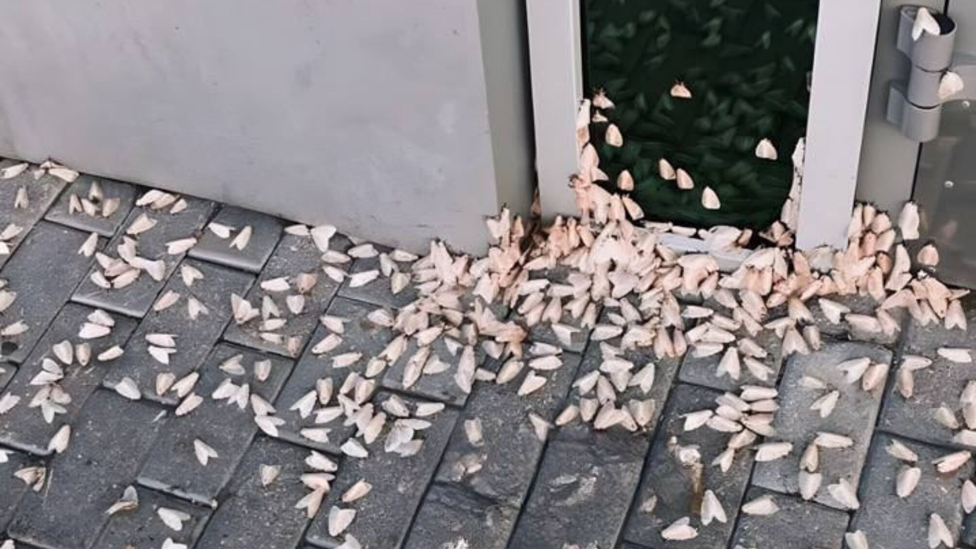 Шелкопряды