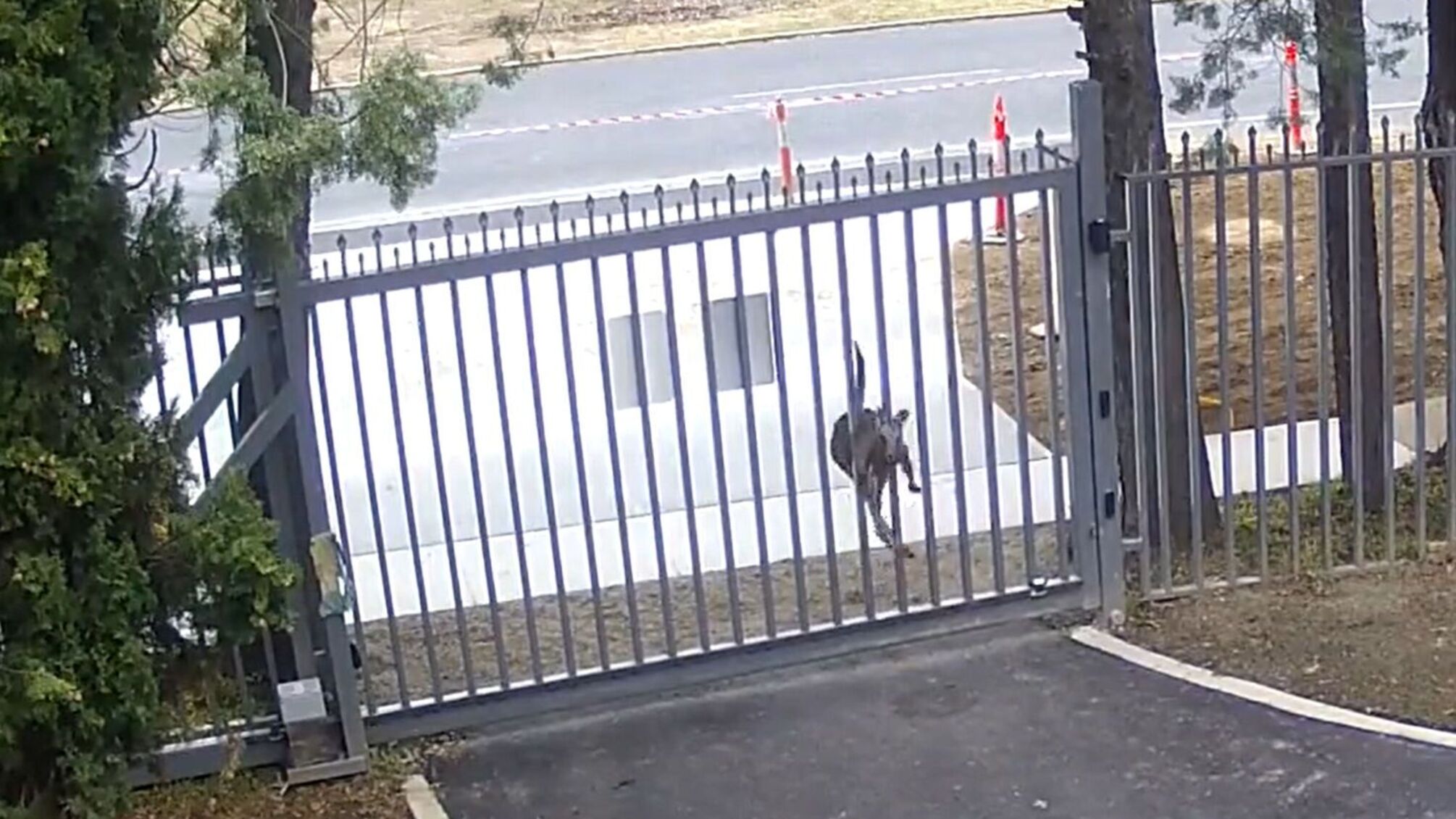 В Австралии кенгуру атаковал российское посольство (видео)
