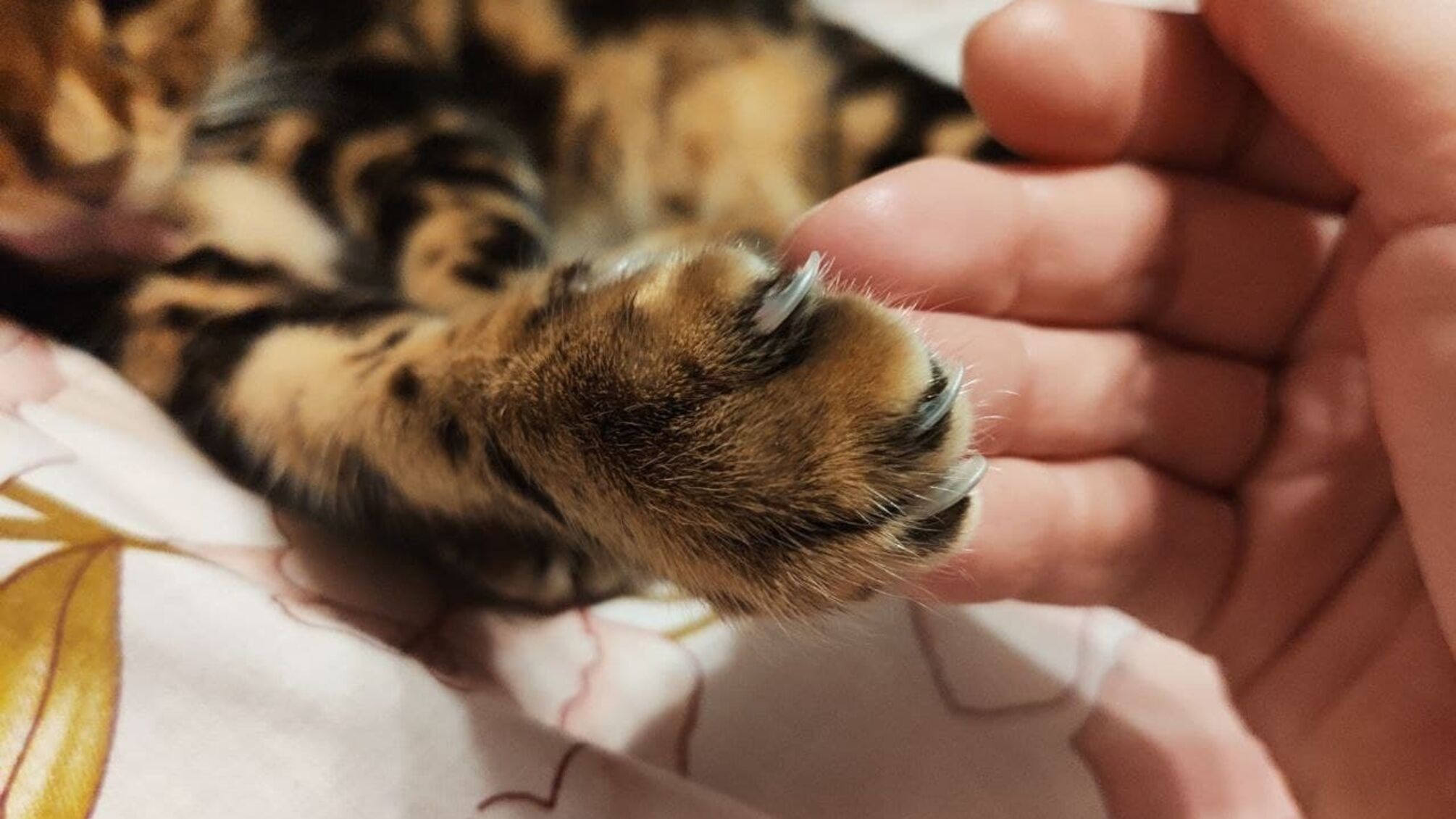 На Закарпатті дитина на камеру розстріляла кота