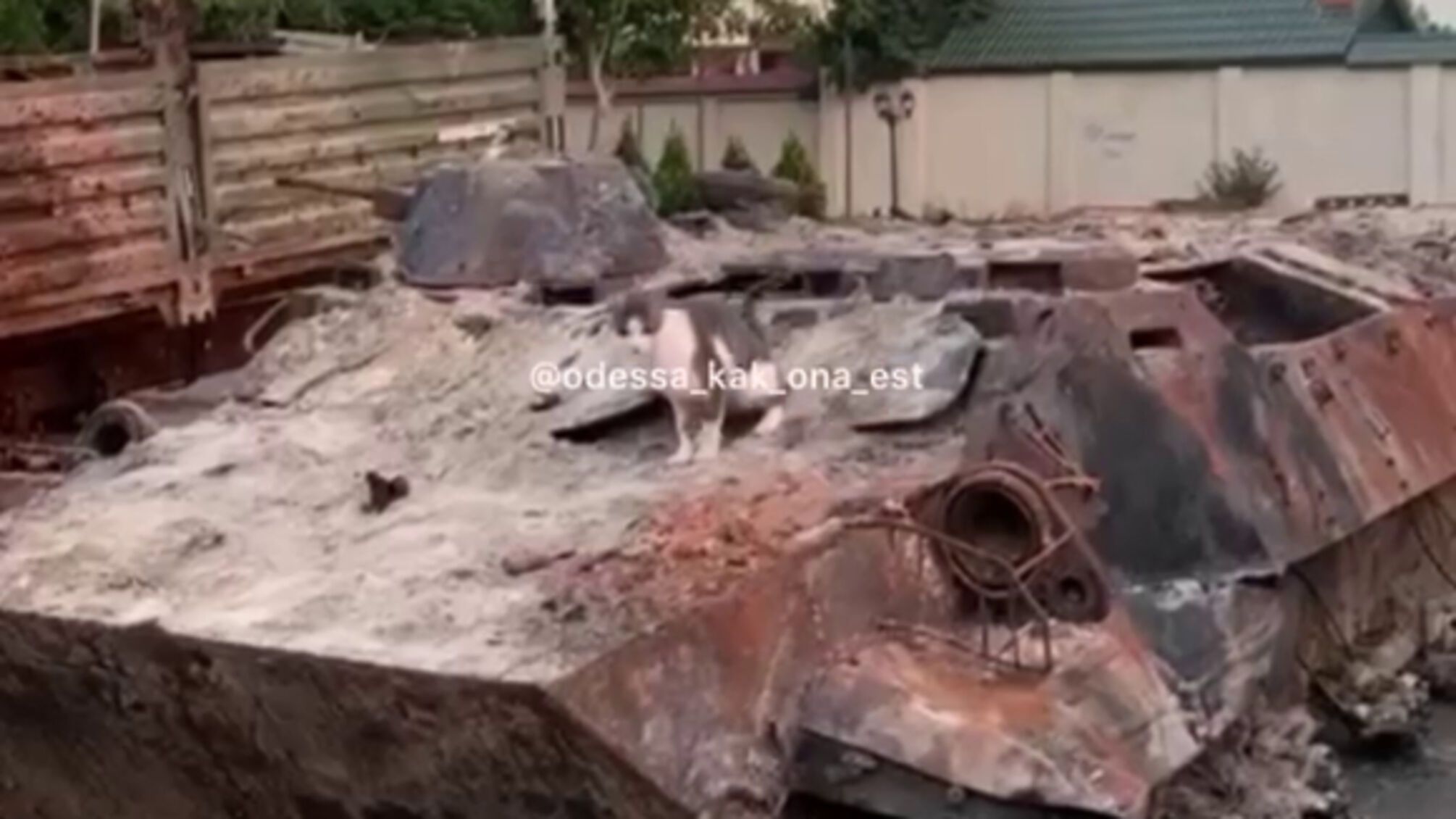 В Одессе кот превратил российский танк в свой туалет (видео)