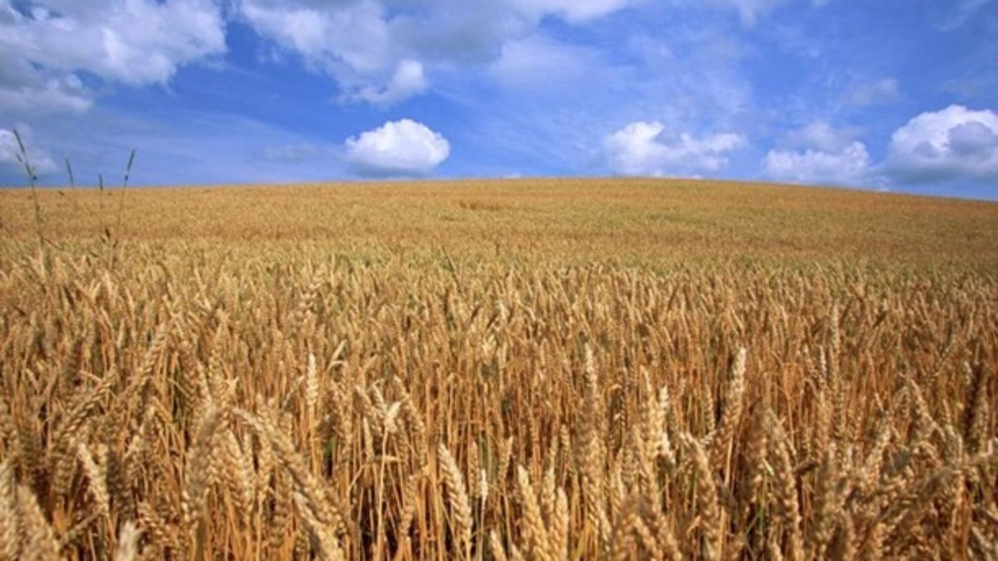 Поля пшениці