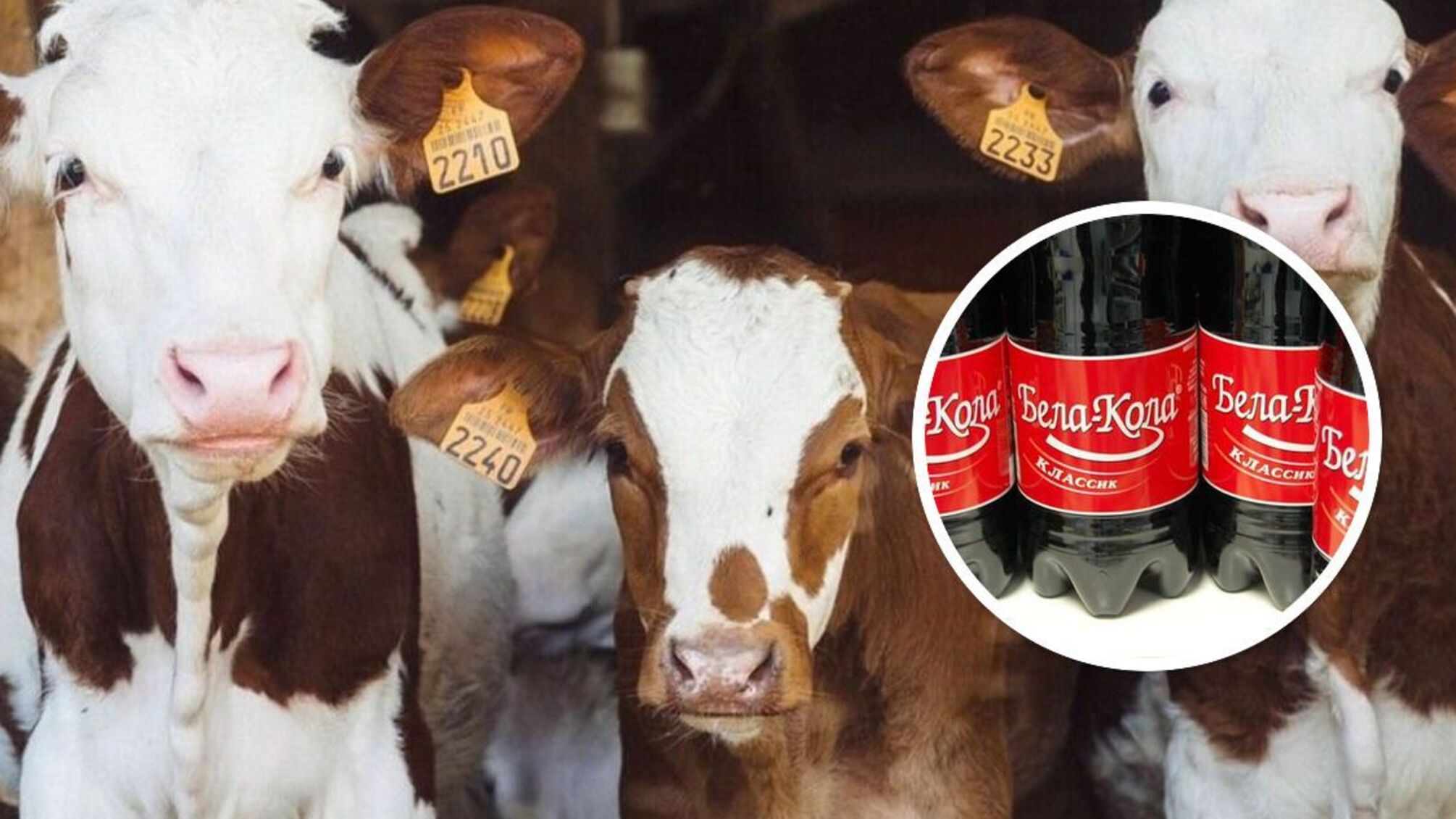 Вместо Coca-Cola в россии будут продавать белорусскую 'Белую Колу', которую протестовали на телятах
