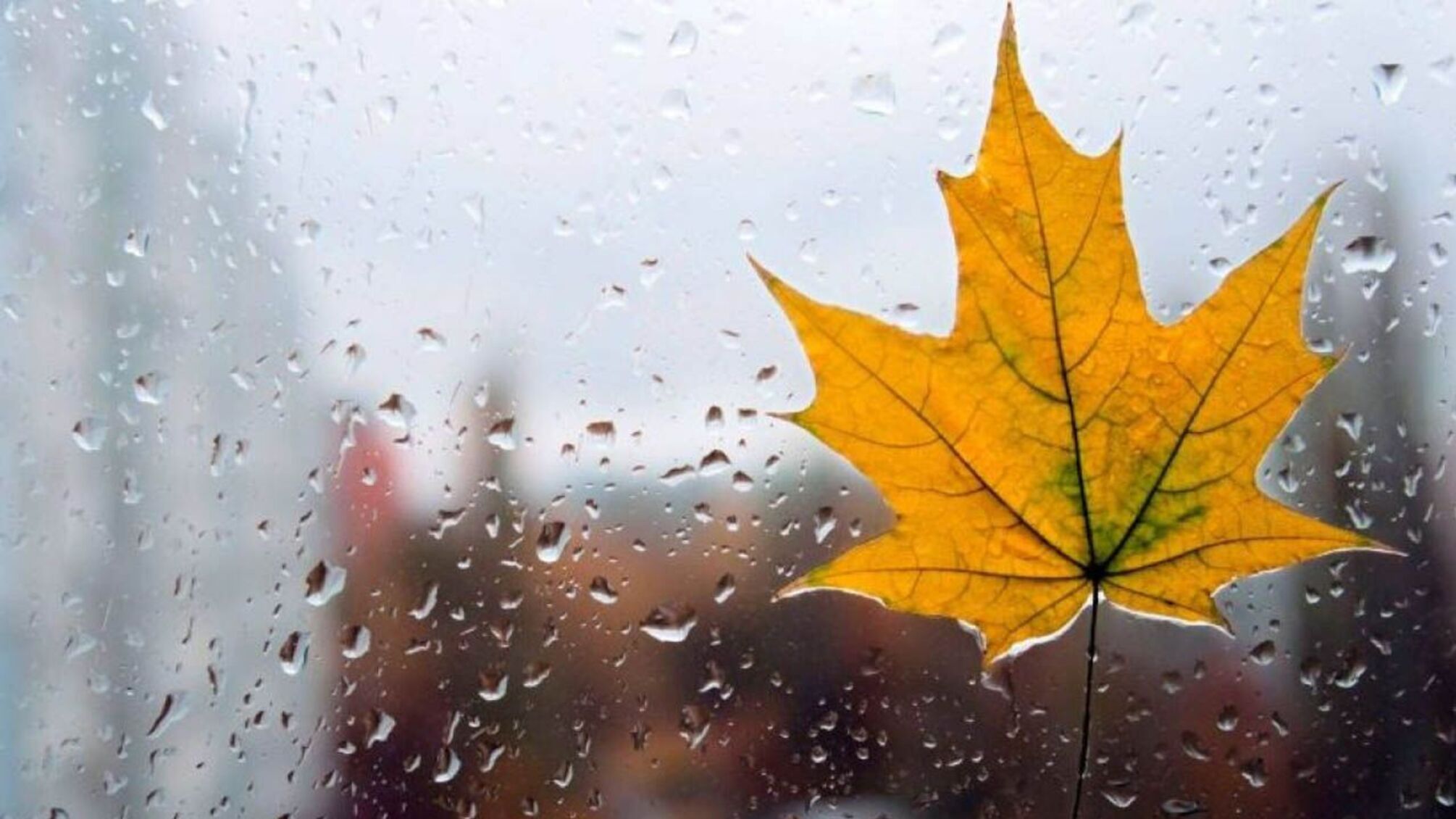 Прогноз погоды на выходные 24–25 сентября: в Украине хозяйничает осень