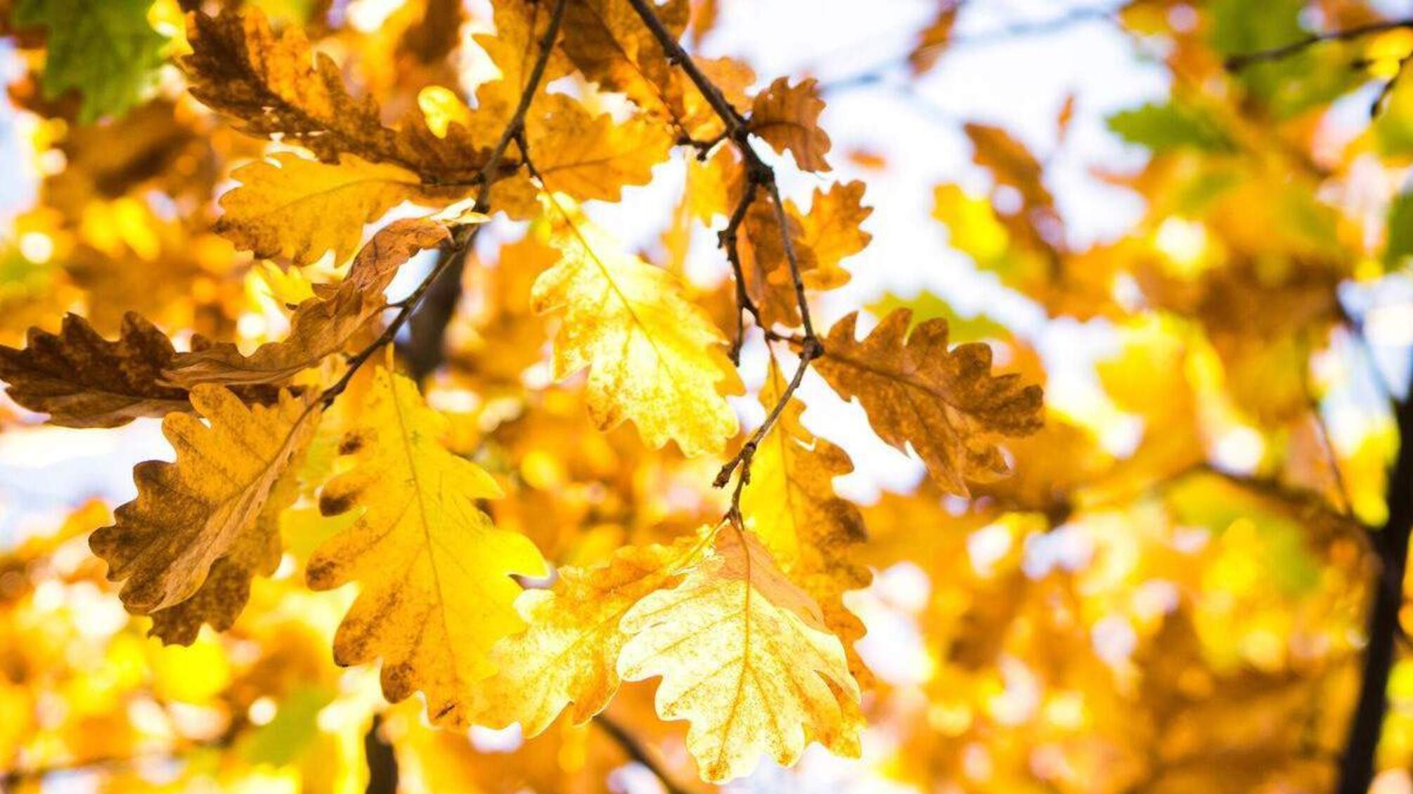 погода жовтень