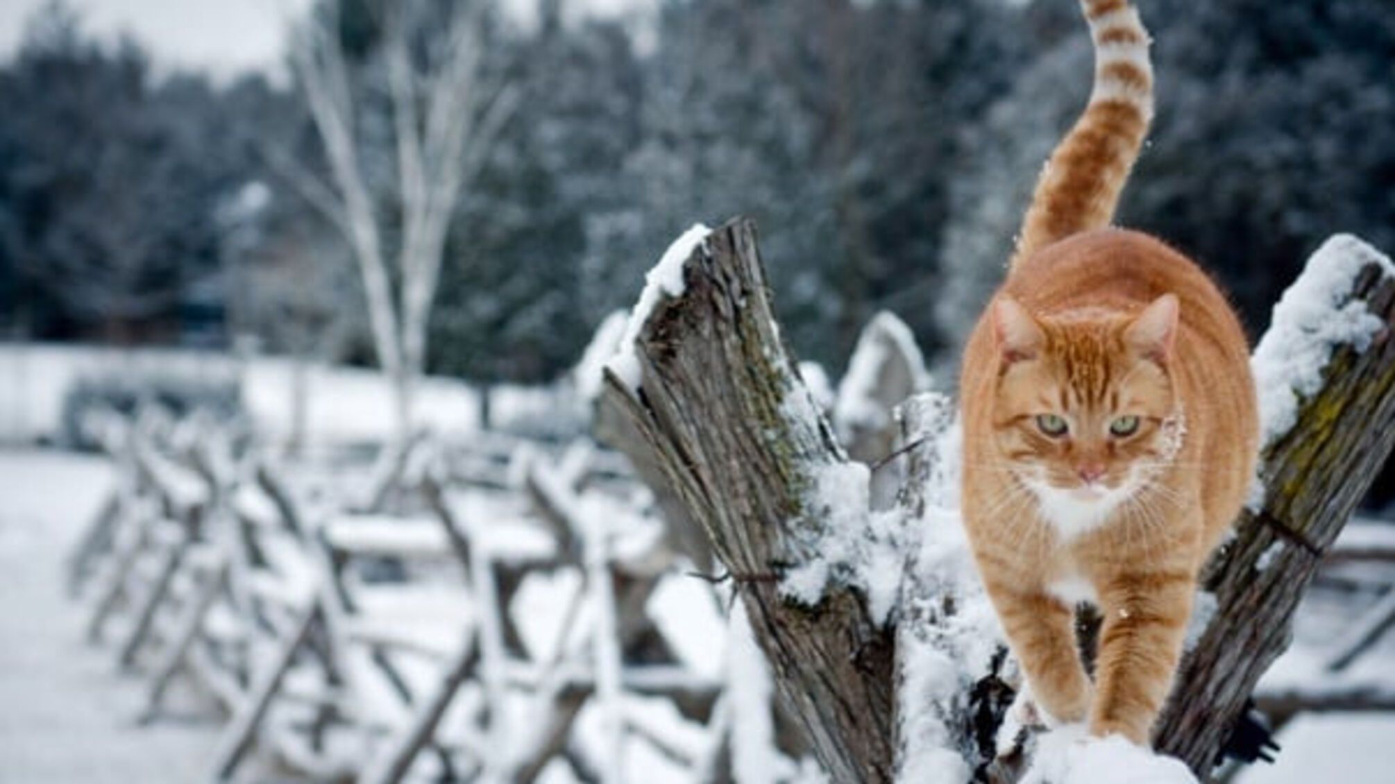 Средняя температура воздуха зимой может быть на два градуса выше нормы