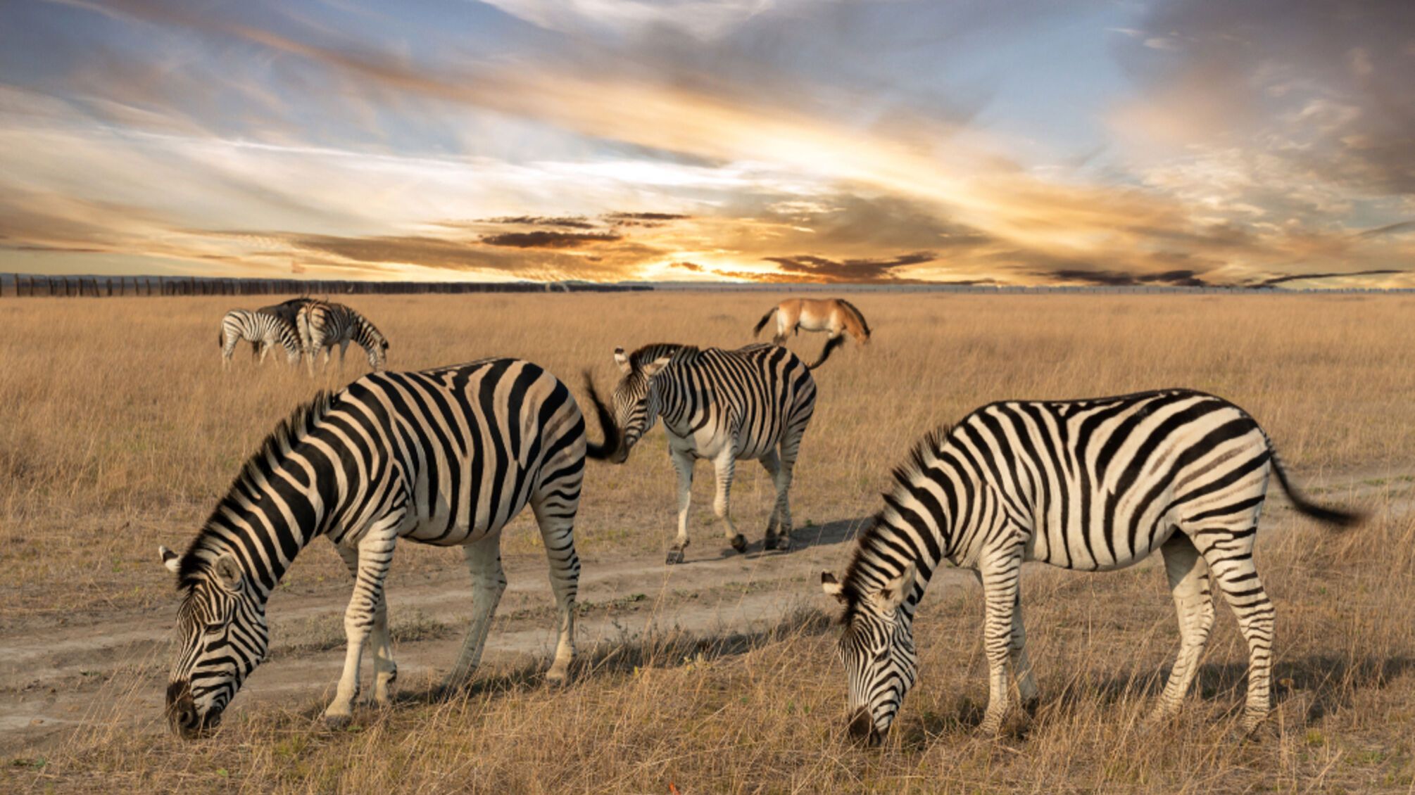 Аскания-Нова