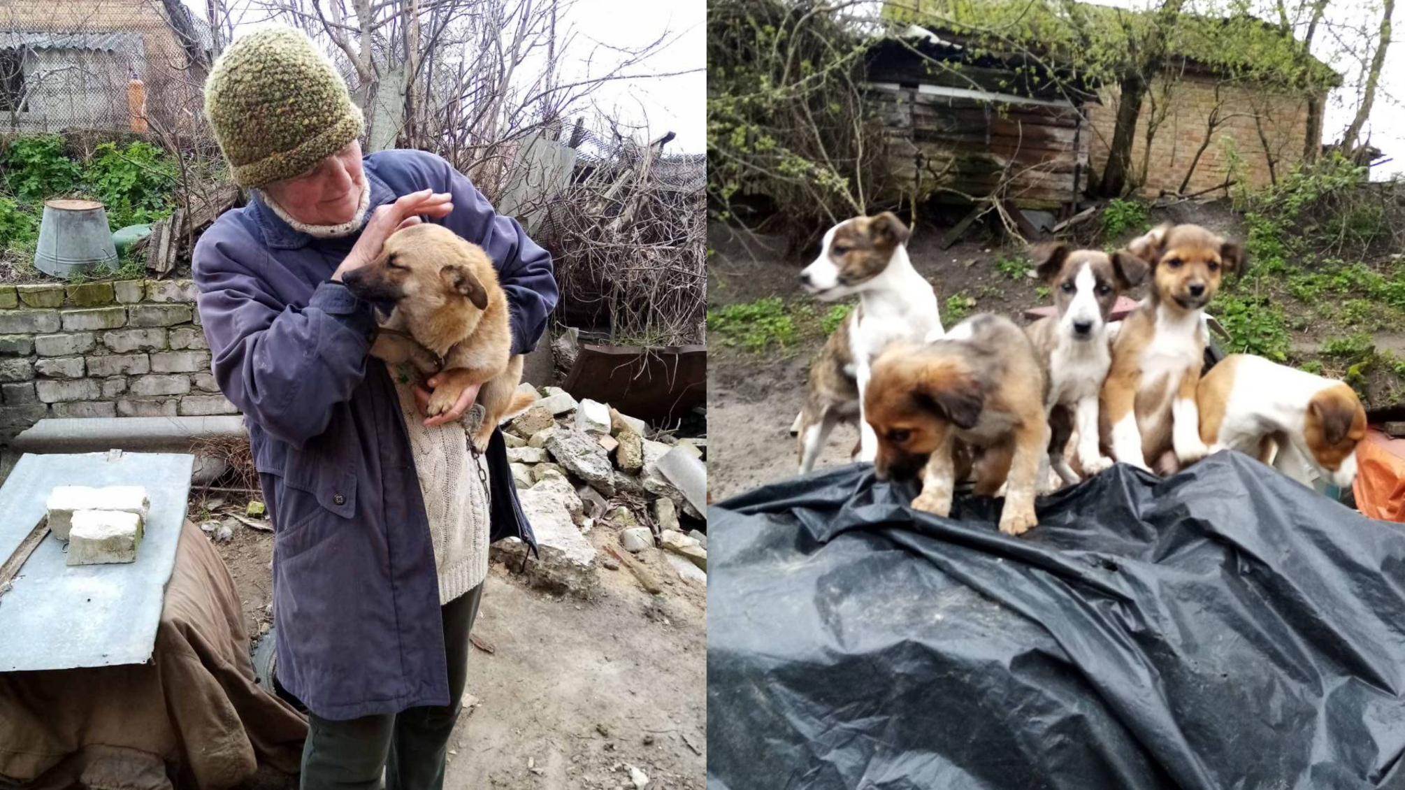 В Черкасской области пенсионерка за свой счет спасает бездомных кошек и собак