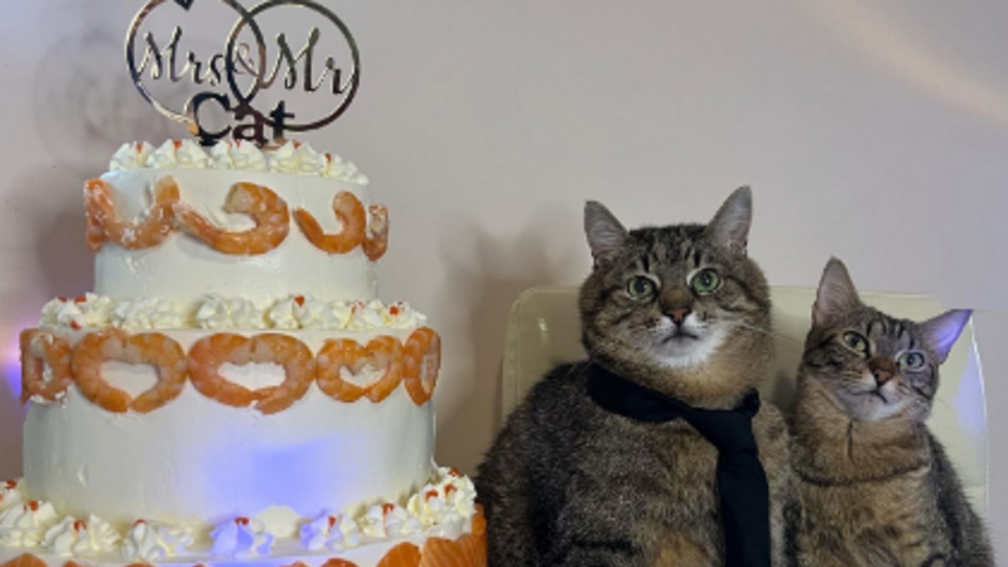 Харьковский кот Степан отмечает полгода со дня свадьбы с киской Стефанией