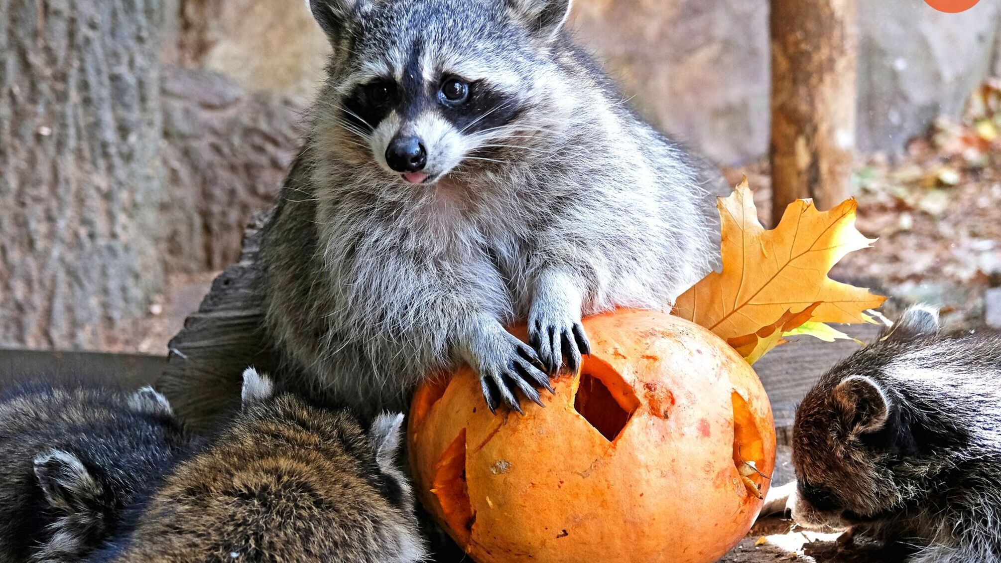 Київський зоопарк розважатиме гостей гарбузовими ласощами