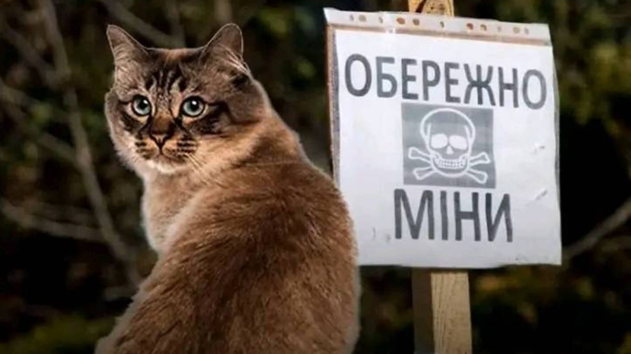 Не втратив людяність: солдат ЗСУ врятував кішку, до якої було прив'язано вибухівку