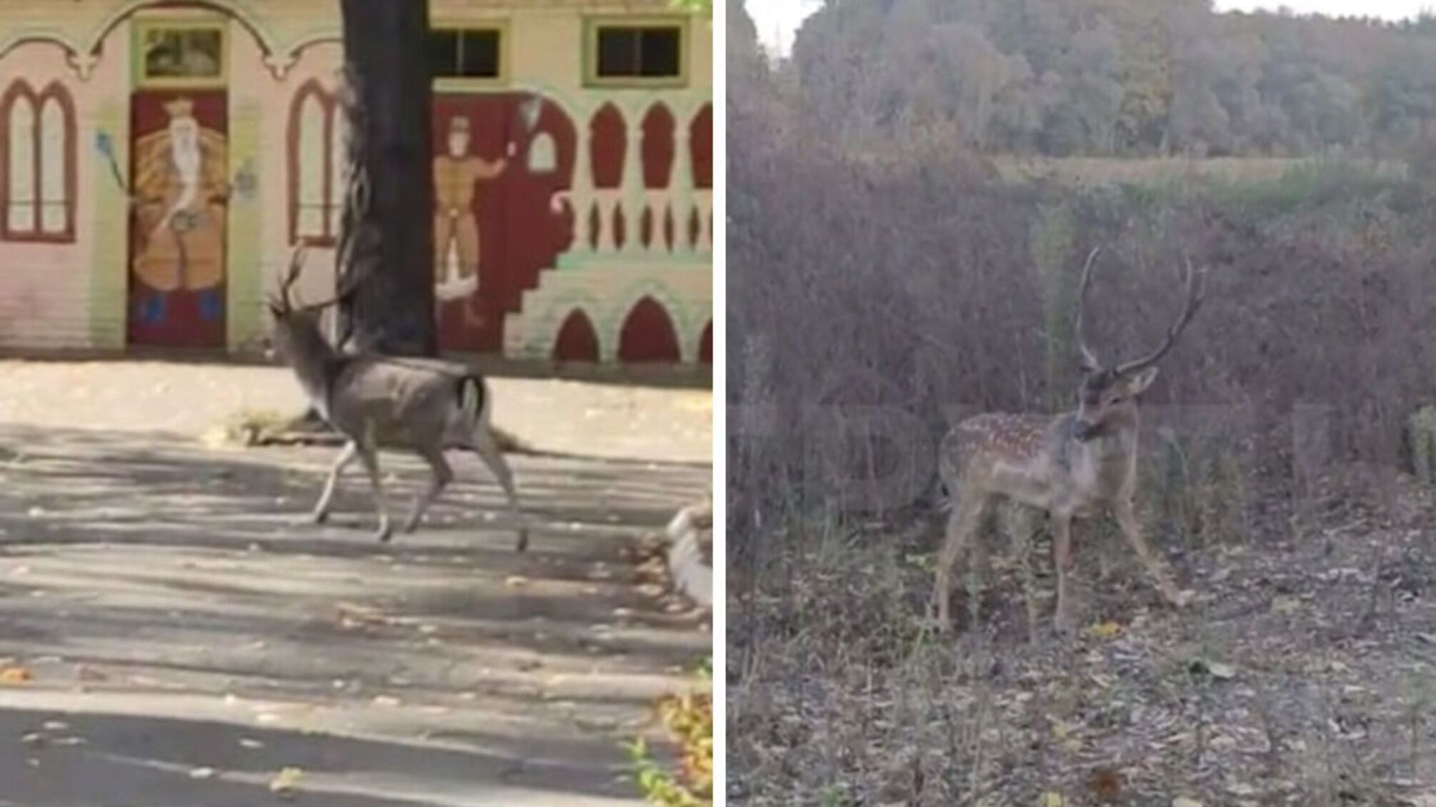 олень у києві