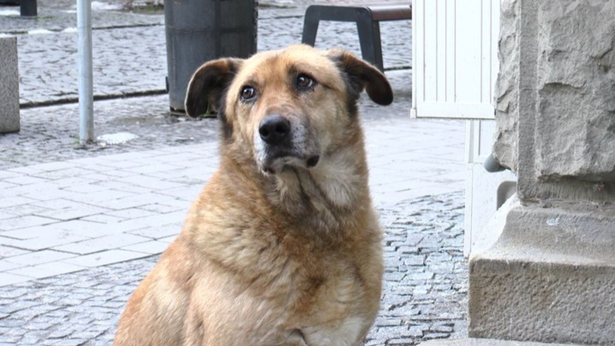 В Киеве неизвестные отравили трех домашних собак