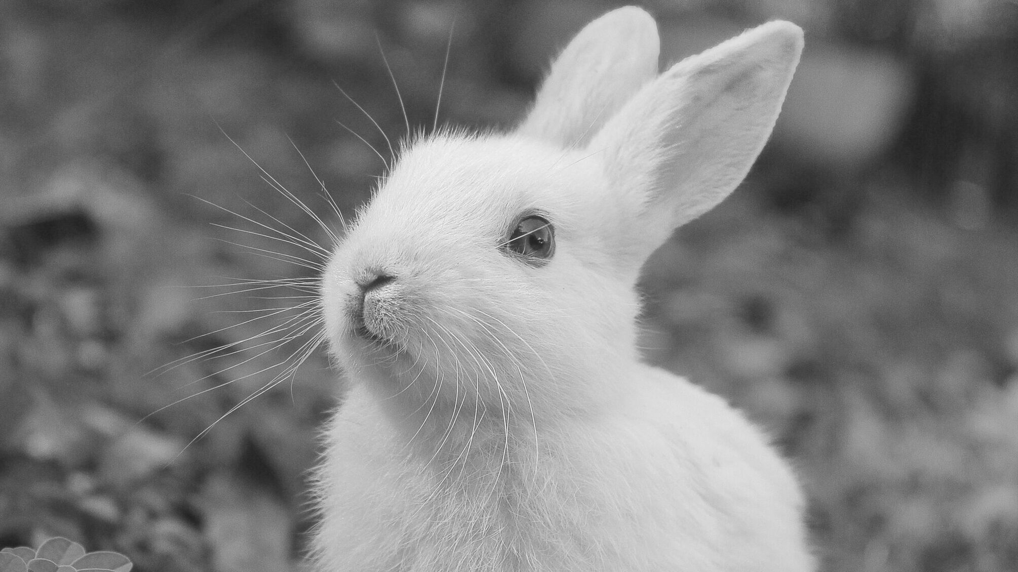 В экопарке 'Фельдмана' отравили всех животных контактной зоны