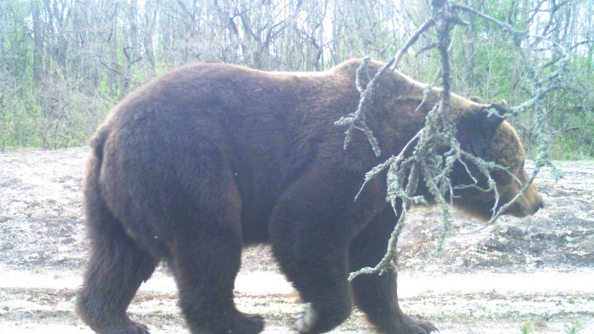 В Чернобыльском заповеднике благодаря фотоловушке зафиксировали бурого медведя