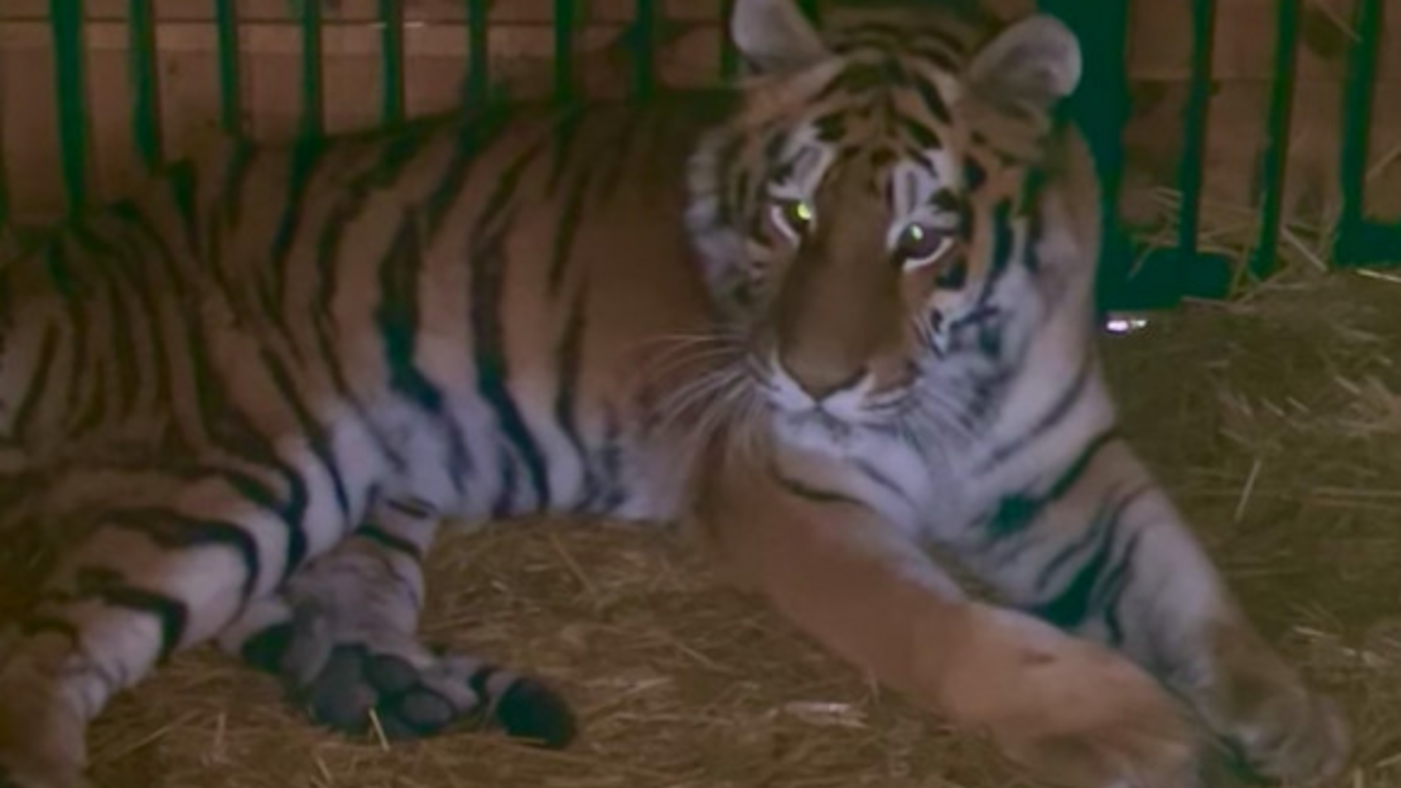Во время утренней атаки на Киев сильно пострадала тигрица из Центра спасения животных