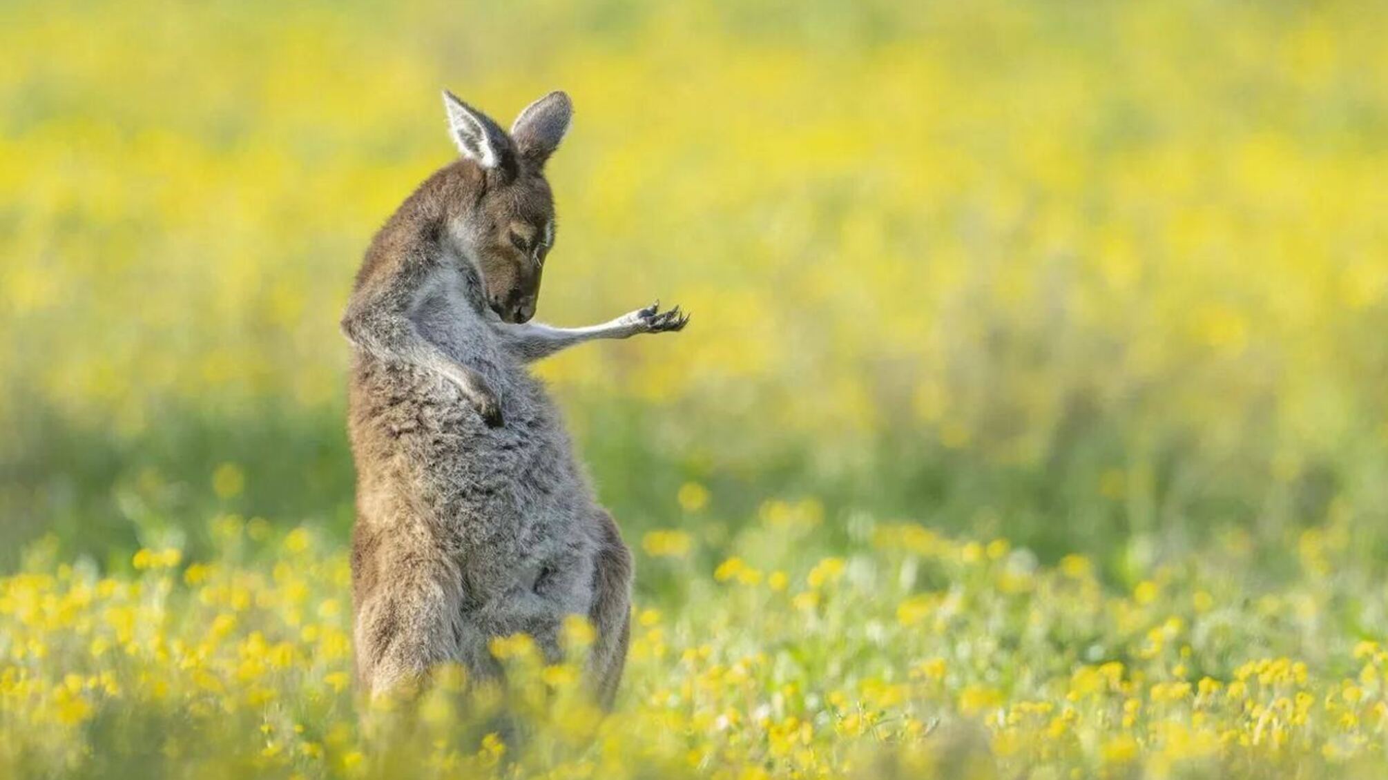 Абсолютним чемпіоном стало фото, на якому кенгуру грає на уявній гітарі