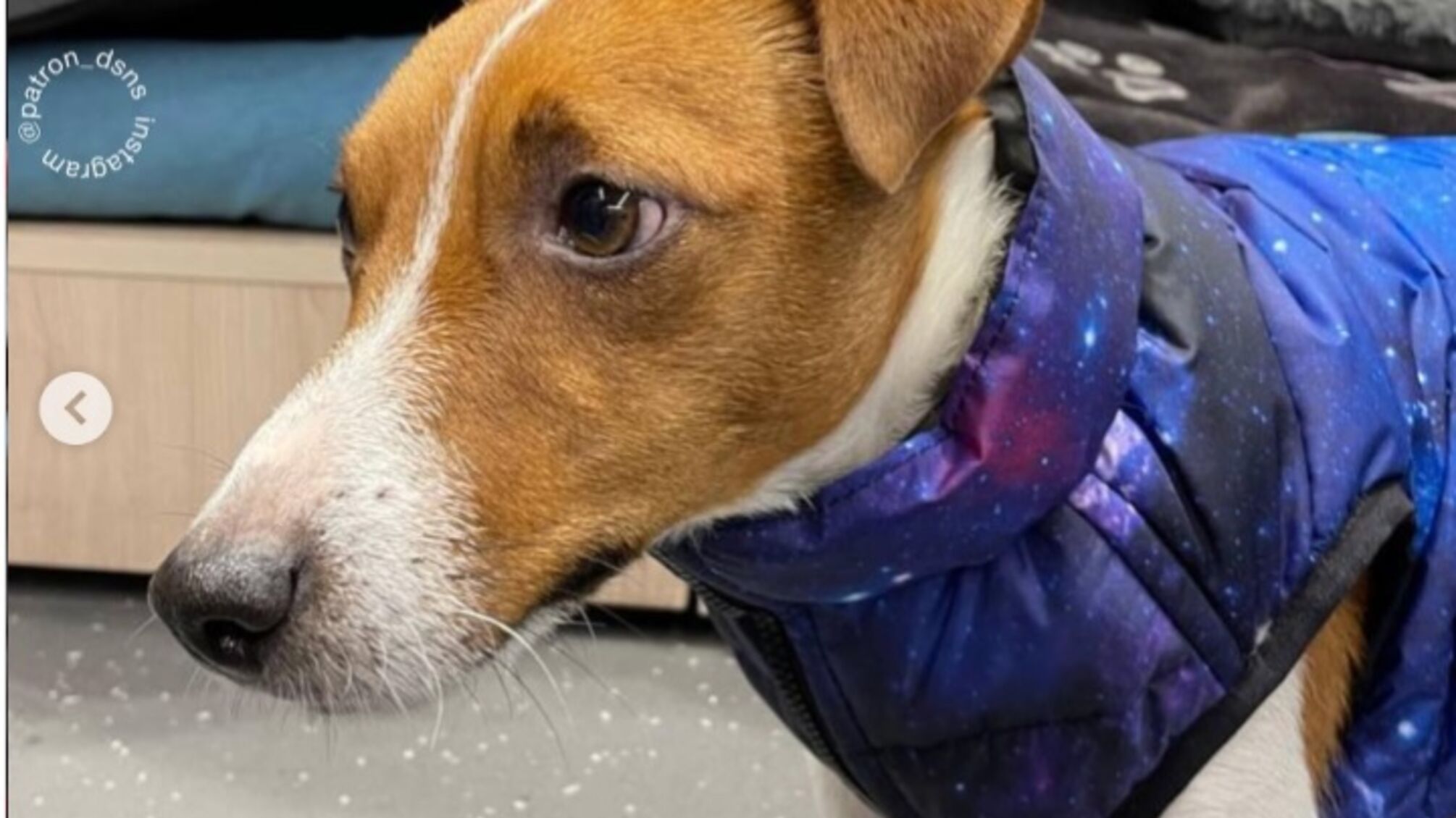 Пес Патрон расцветает в своем новом зимнем гардеробе