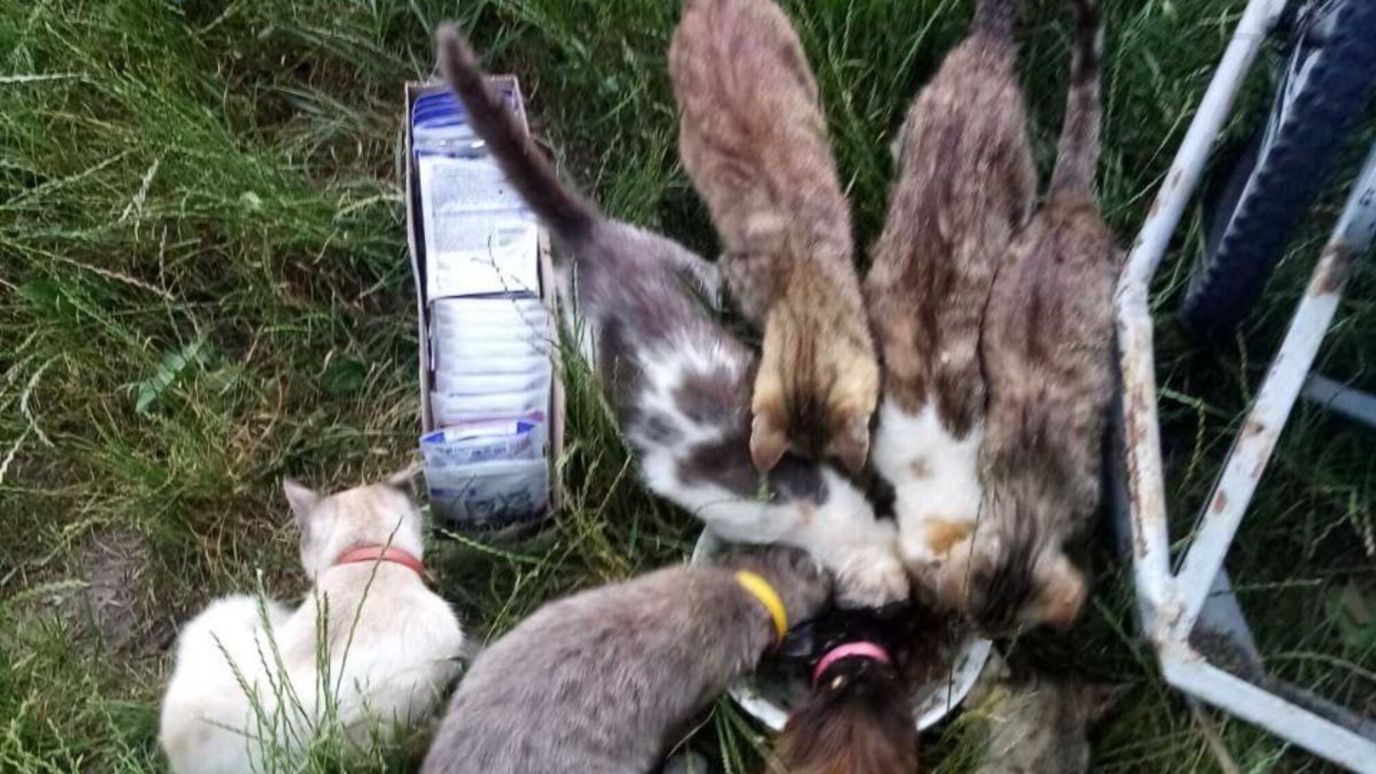 В Украине появится государственный реестр домашних животных