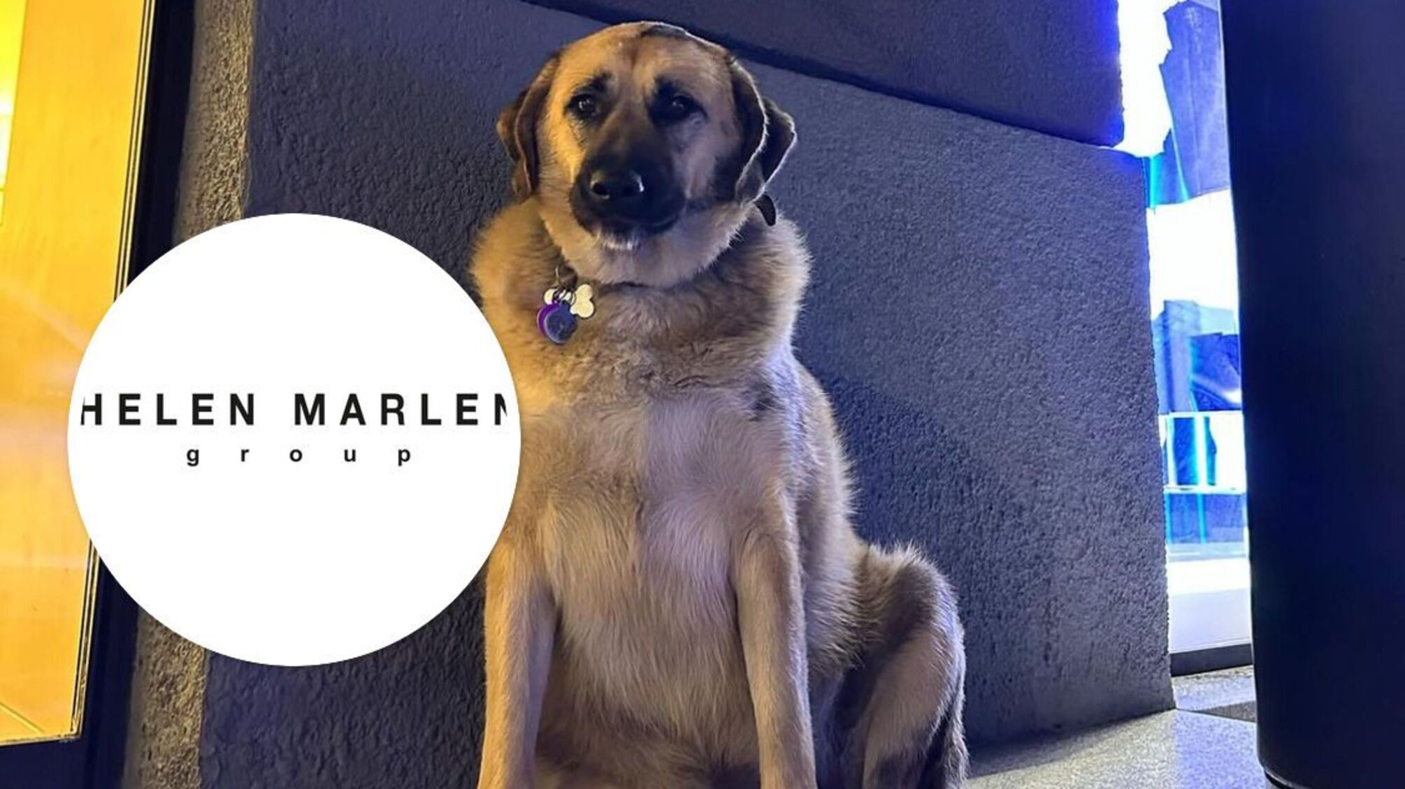 'Знайомтесь, це Саманта': столична мережа брендового одягу прихистила безпритульну собаку