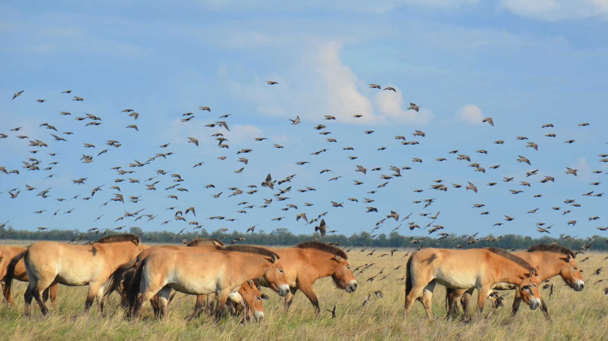 Россияне воруют животных из 'Аскании-Новой'